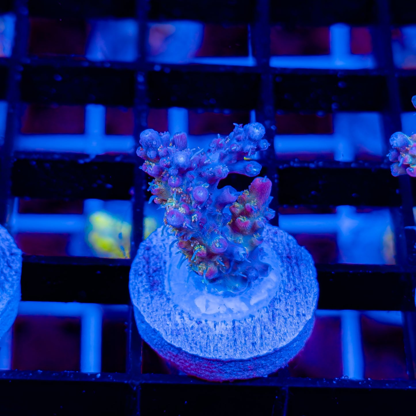 FUNFETTI 287