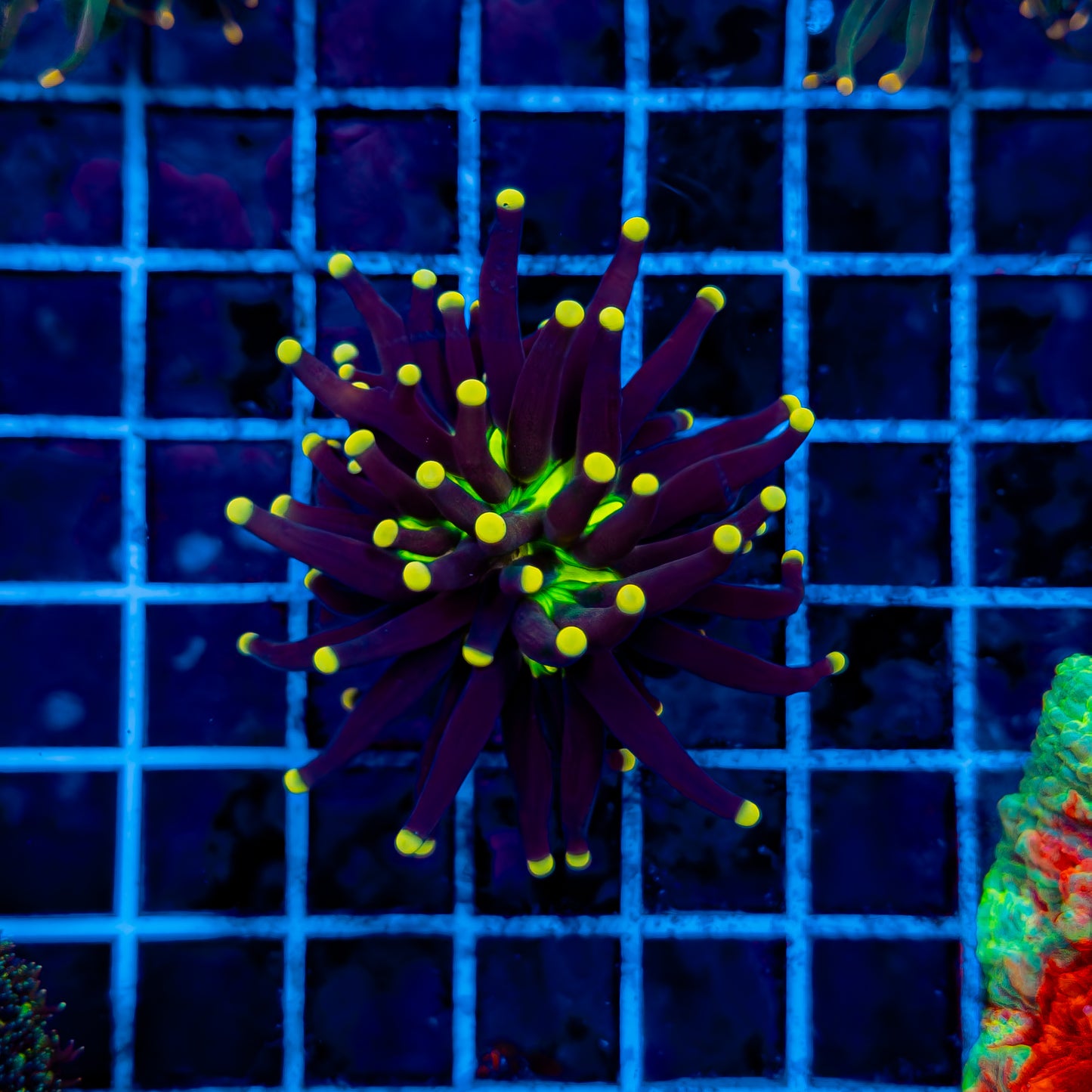 YELLOW TIP JOKER TORCH 916