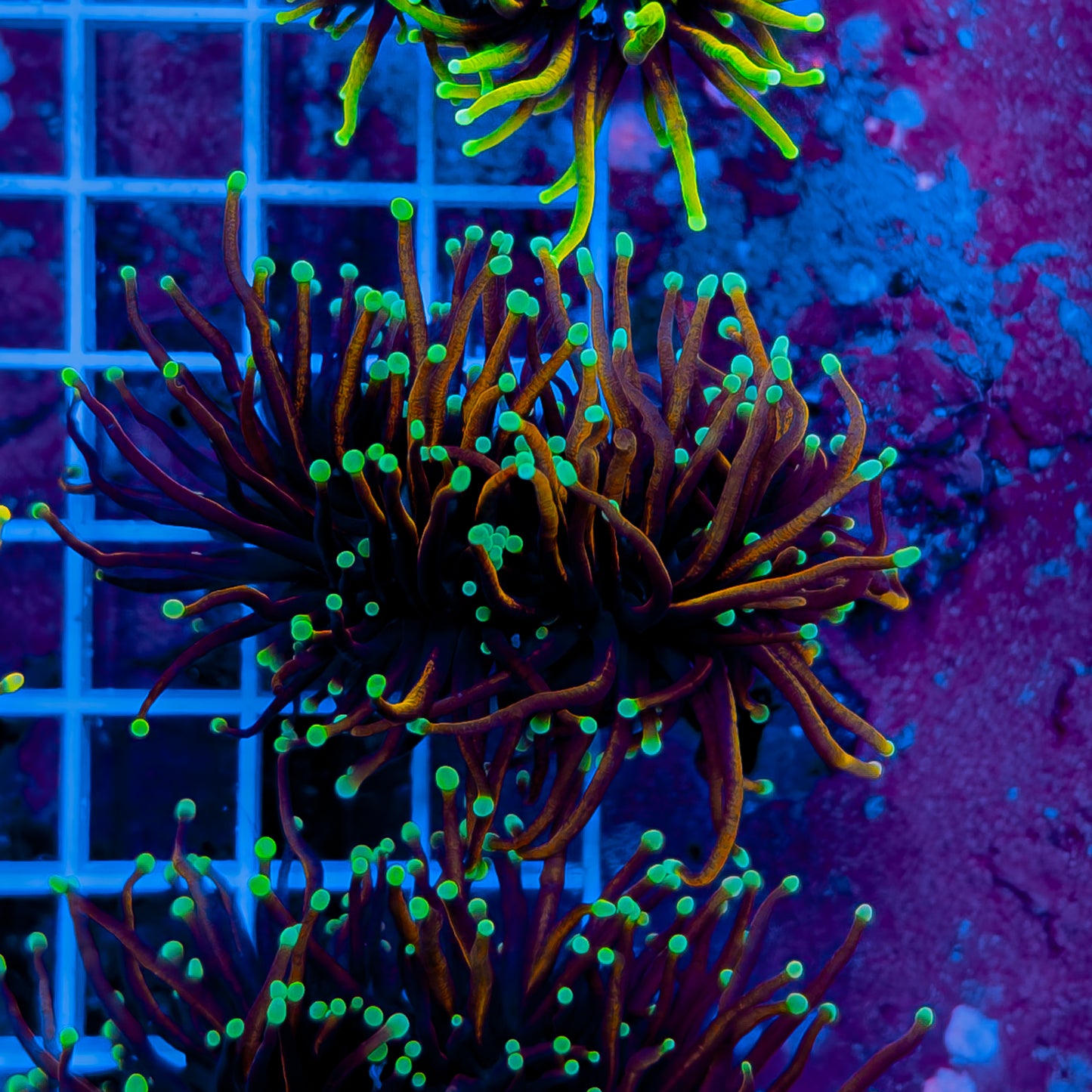 TEAL TIP INDO GOLD TORCH (2 HEADS) 113