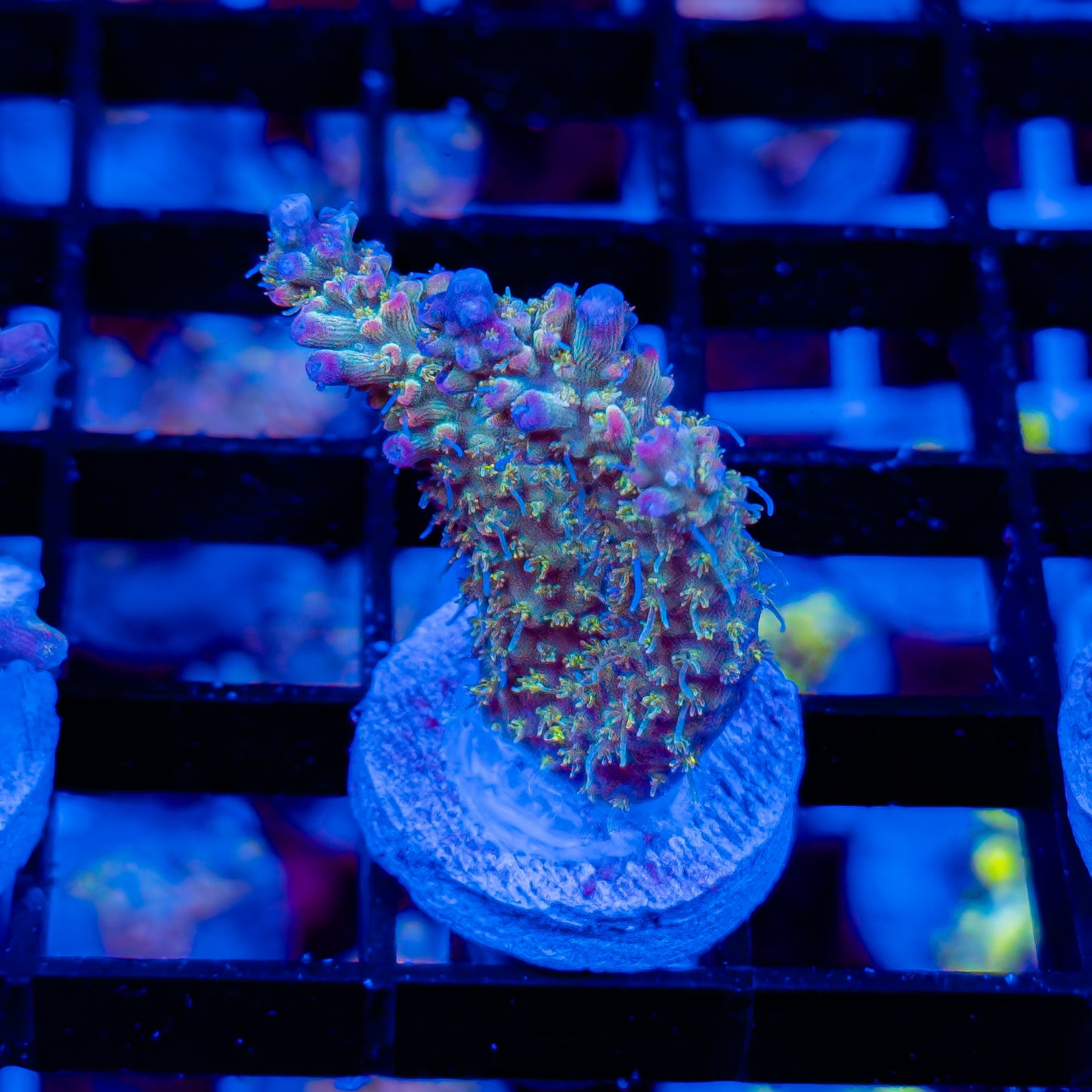 FUNFETTI 288