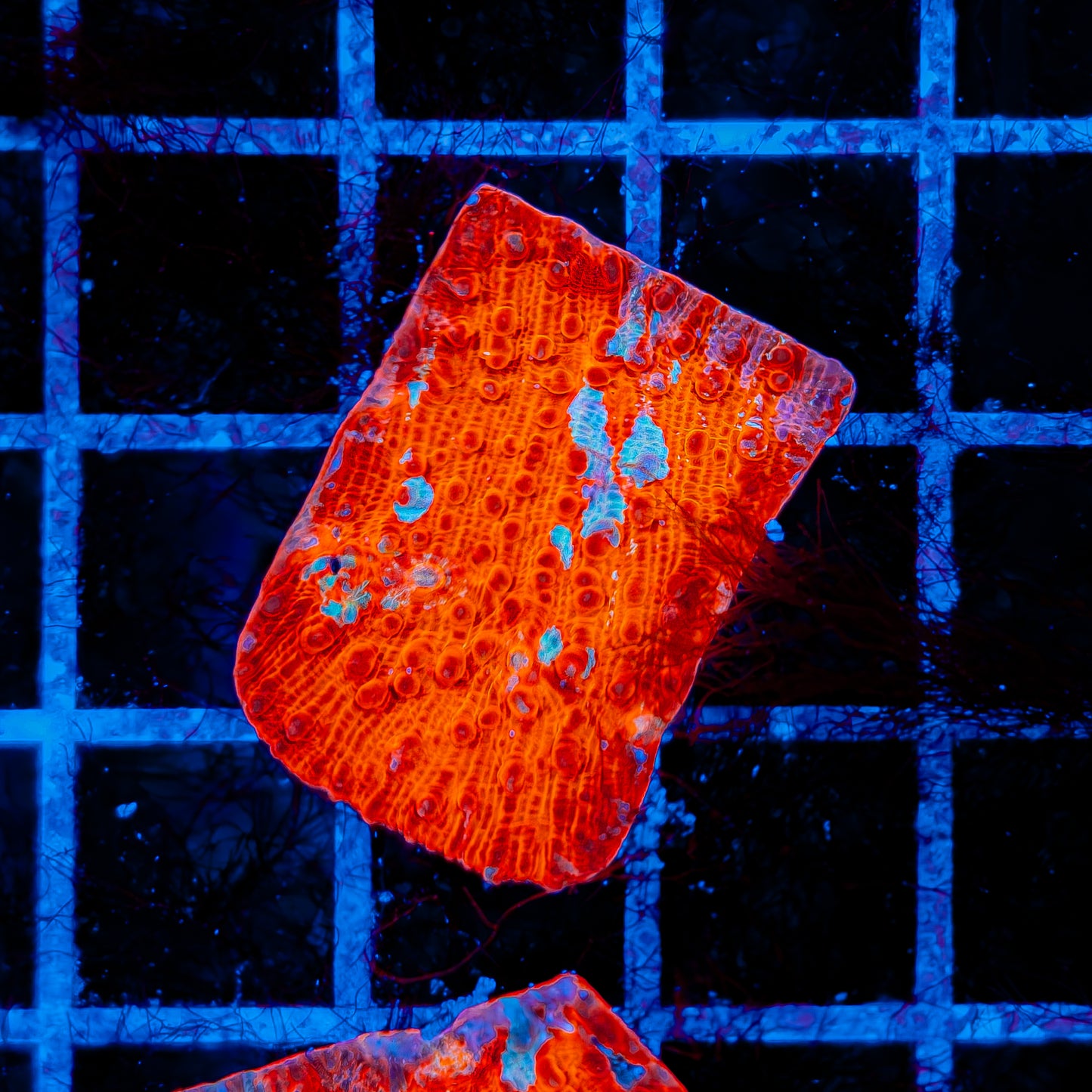 CLOUDBERRY CHALICE 735