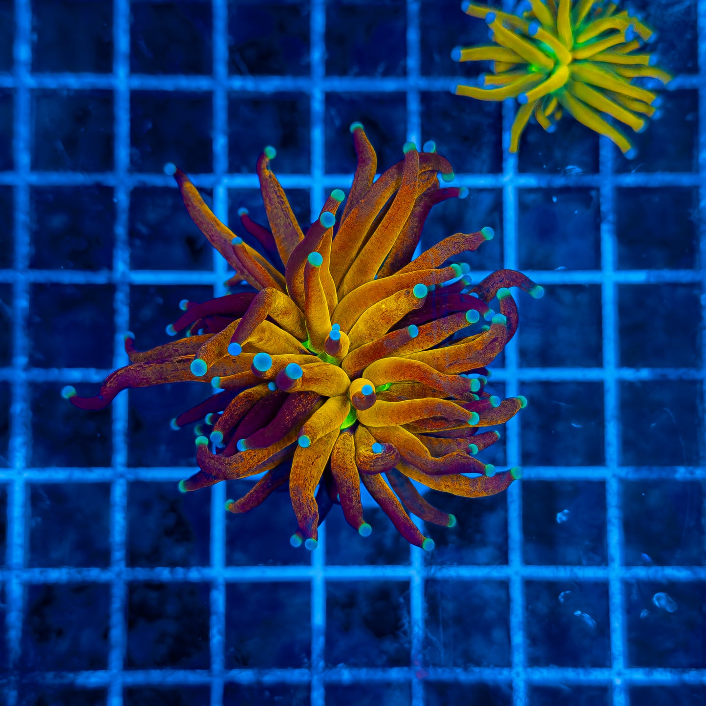 ULTRA BRANCHING TIGER TORCH 312