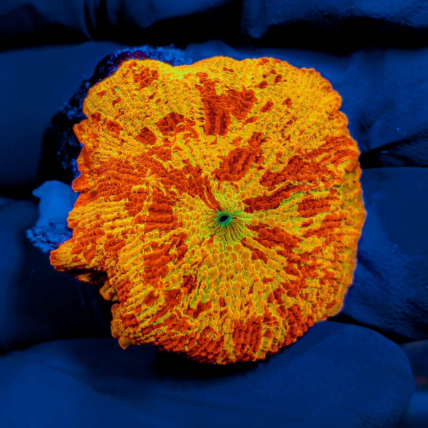 3-COLOR JAWBREAKER MUSHROOM 851