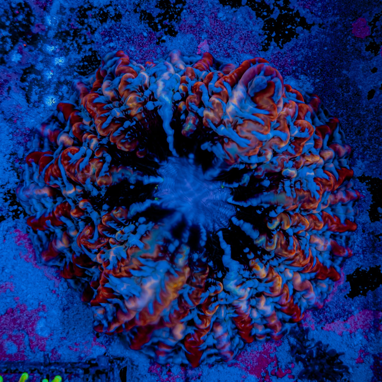 SUPERMAN INDOPHYLLIA 001