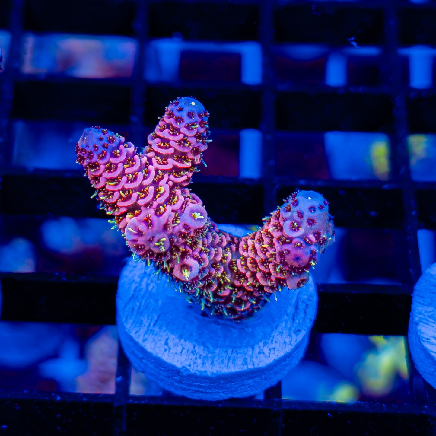 FLAMINGO MILLE 372