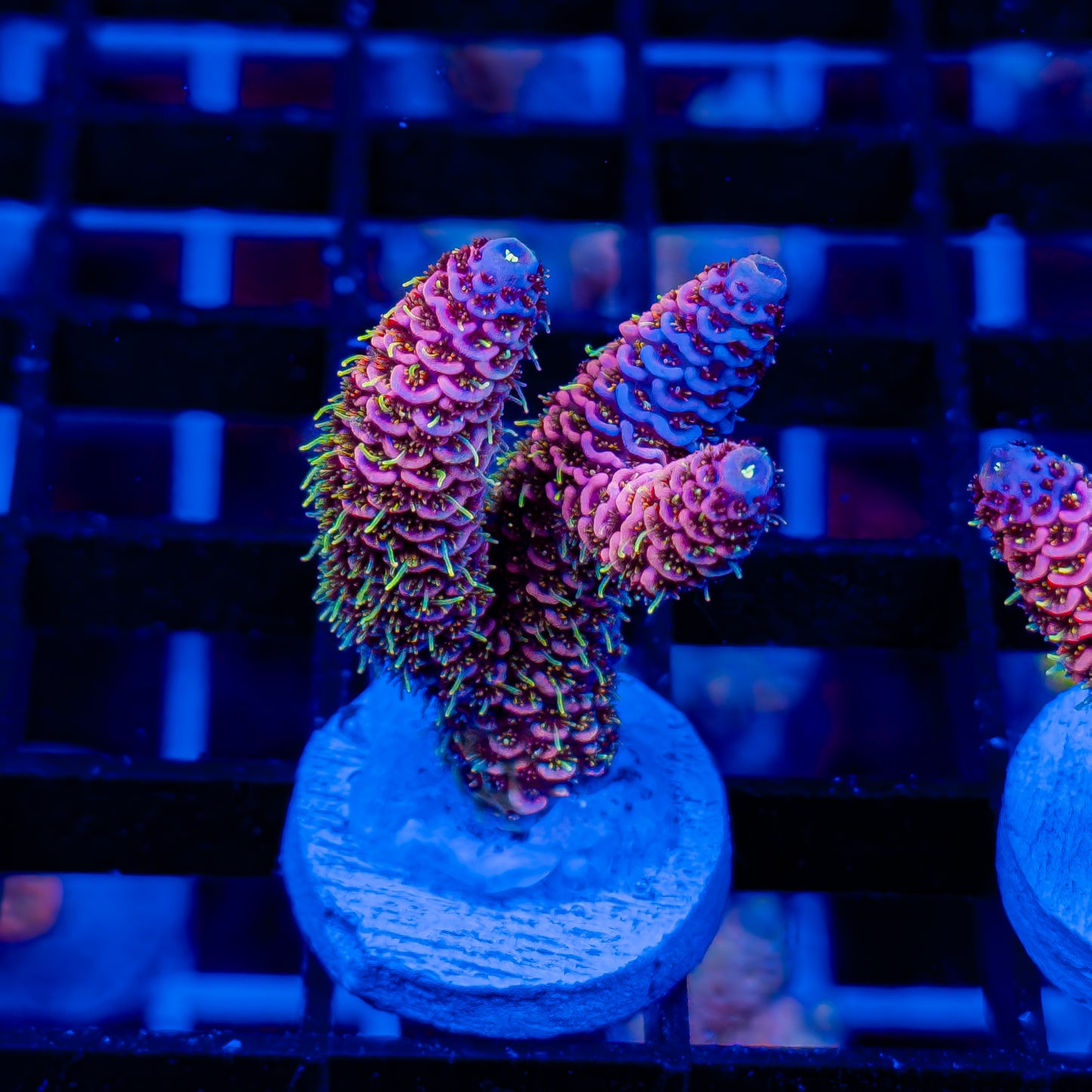 FLAMINGO MILLE 371