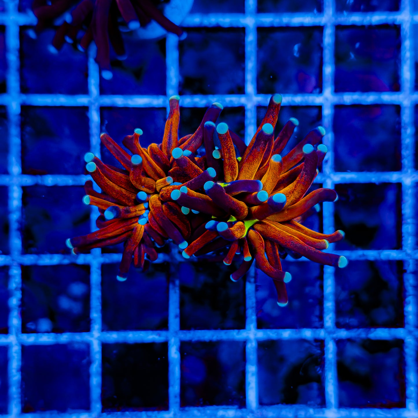ULTRA TIGER TORCH (BRANCHING) 991