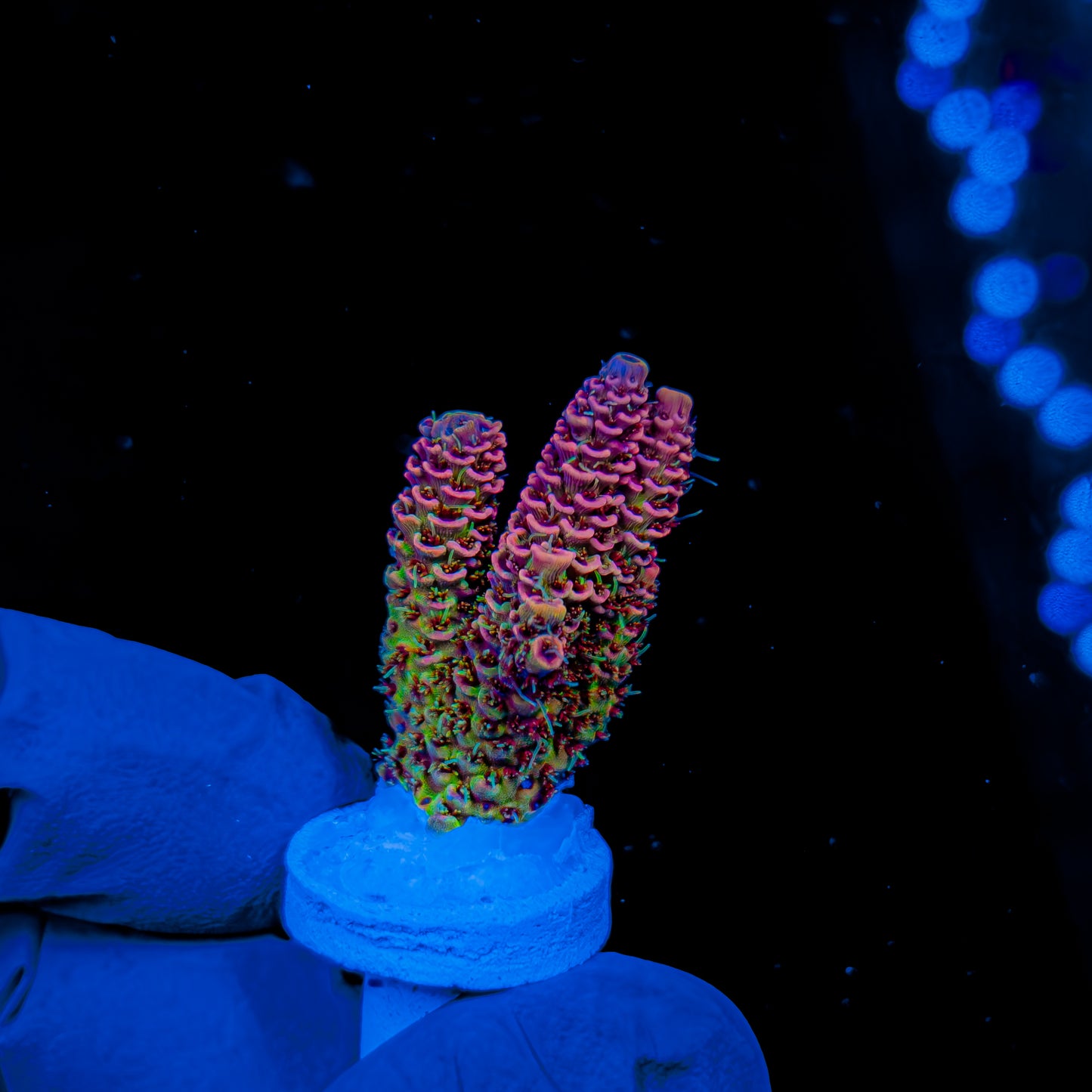 VENOM MILLE 1255