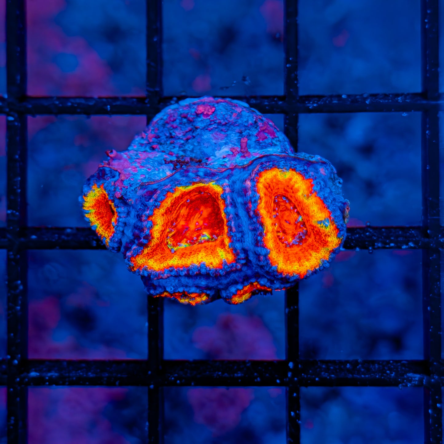 Rainbow Acan 803