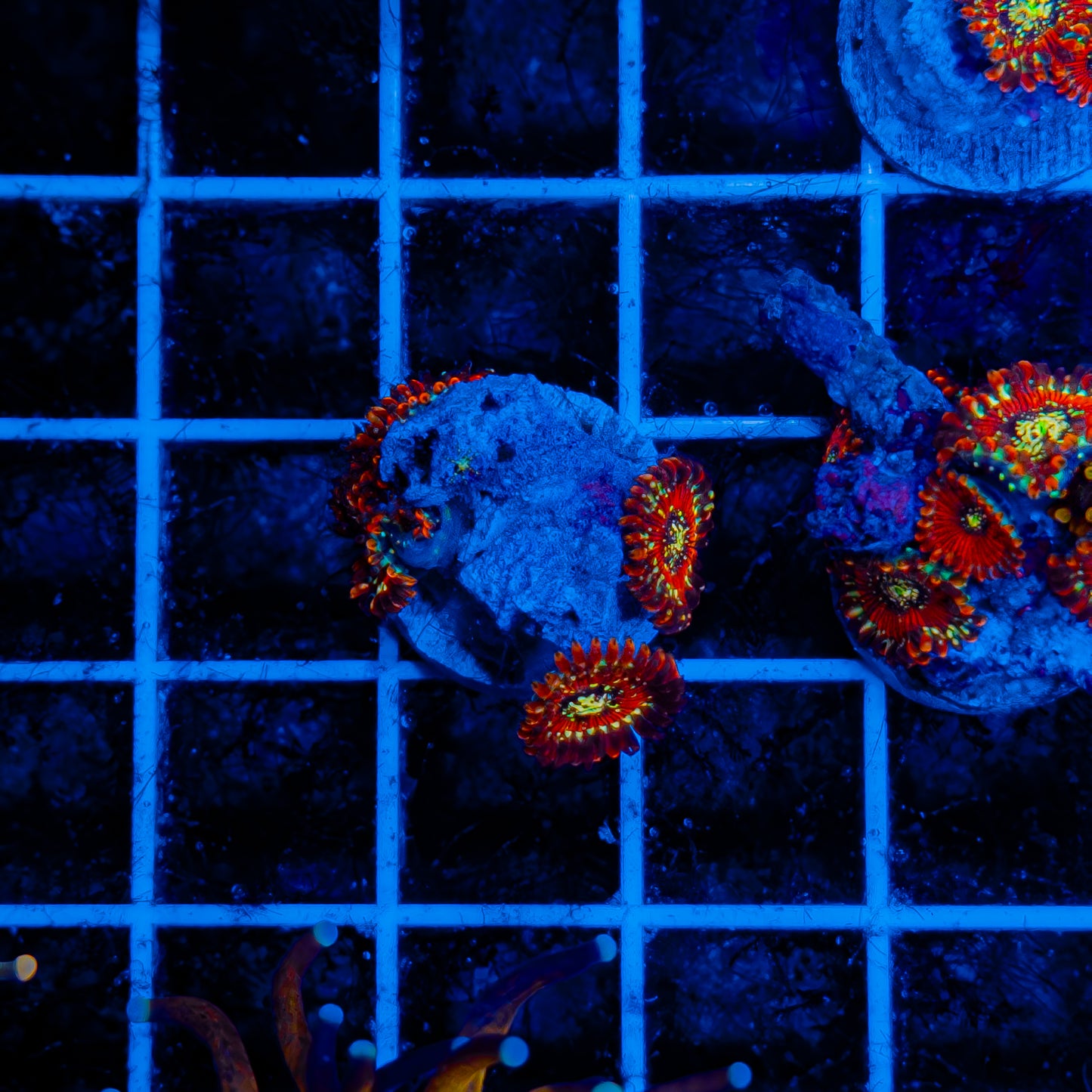 Seduction Zoa 111