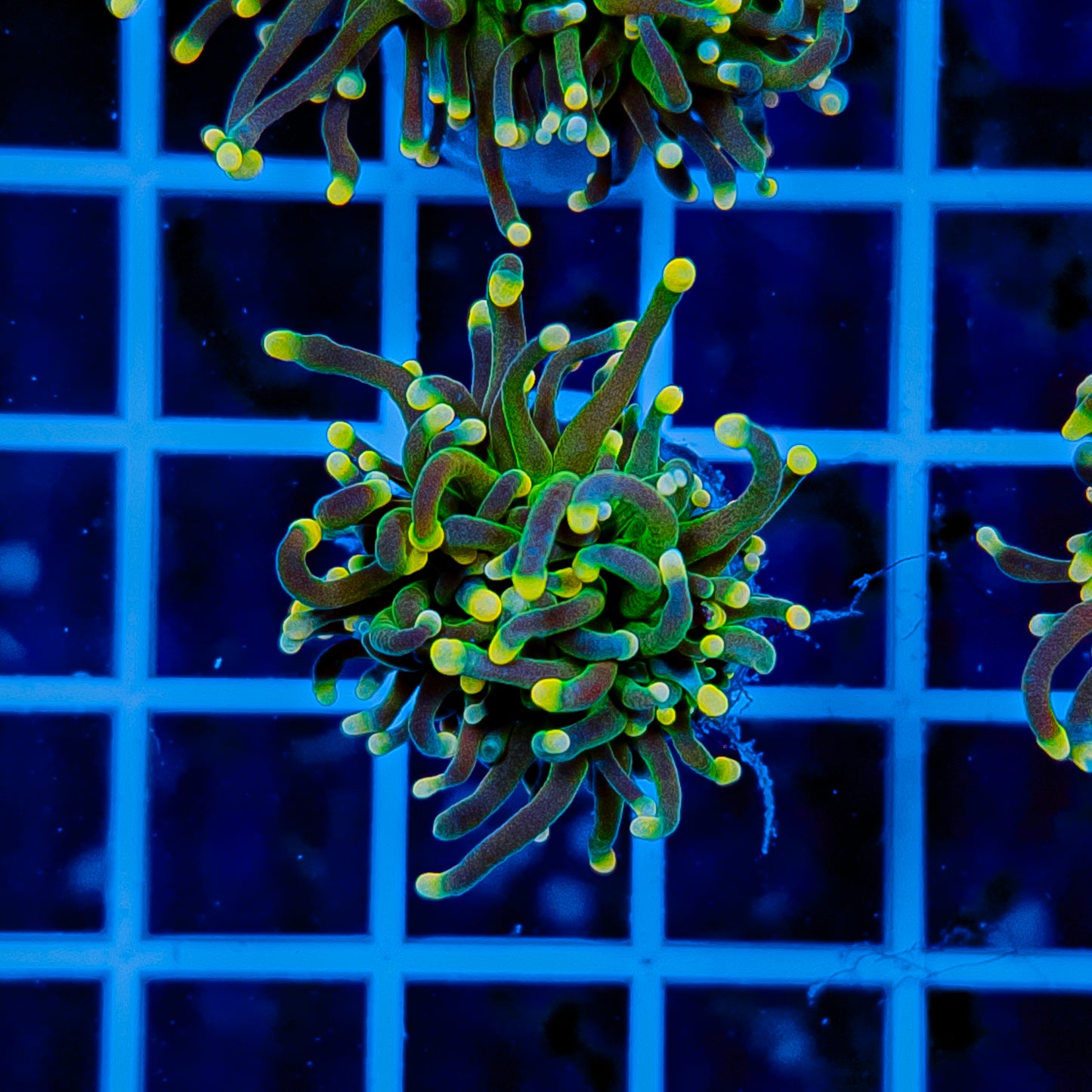 GLOWLIGHT TORCH 910