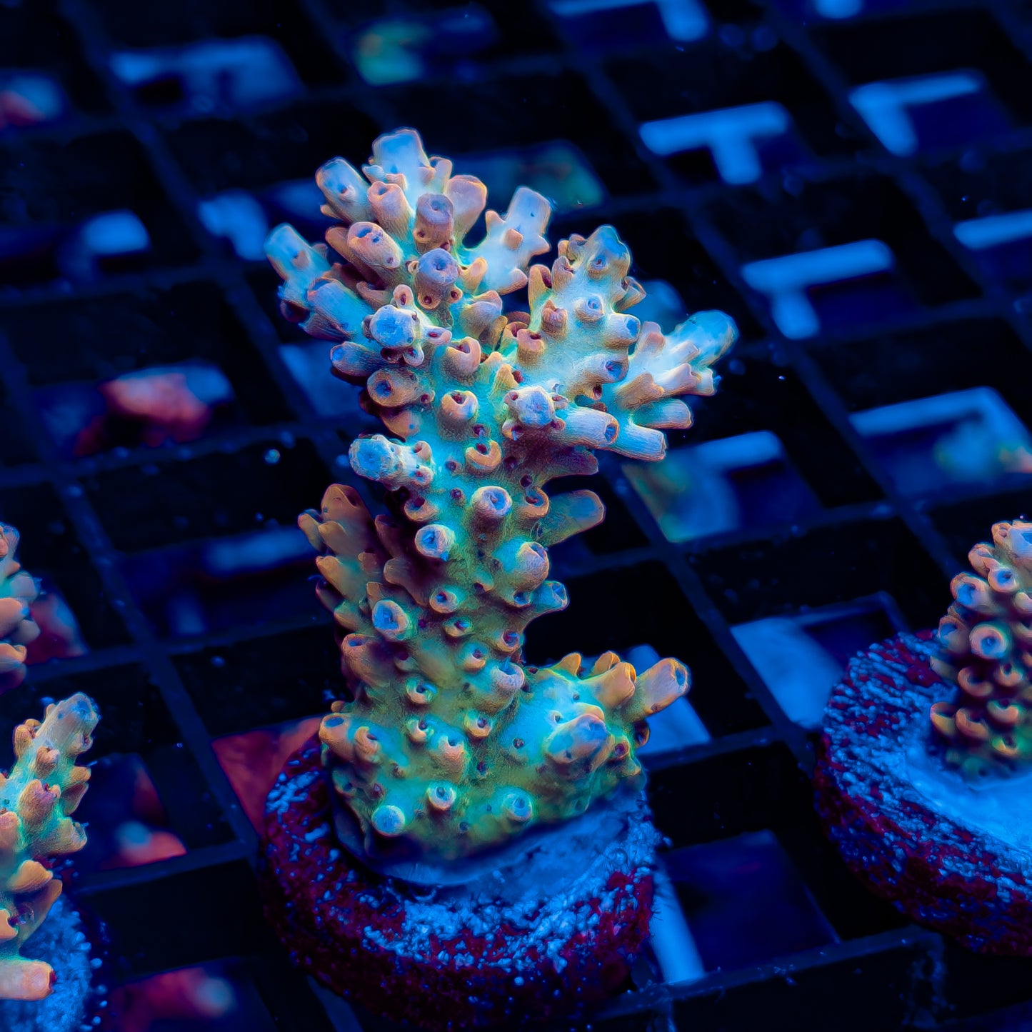TROPICAL PUNCH 591