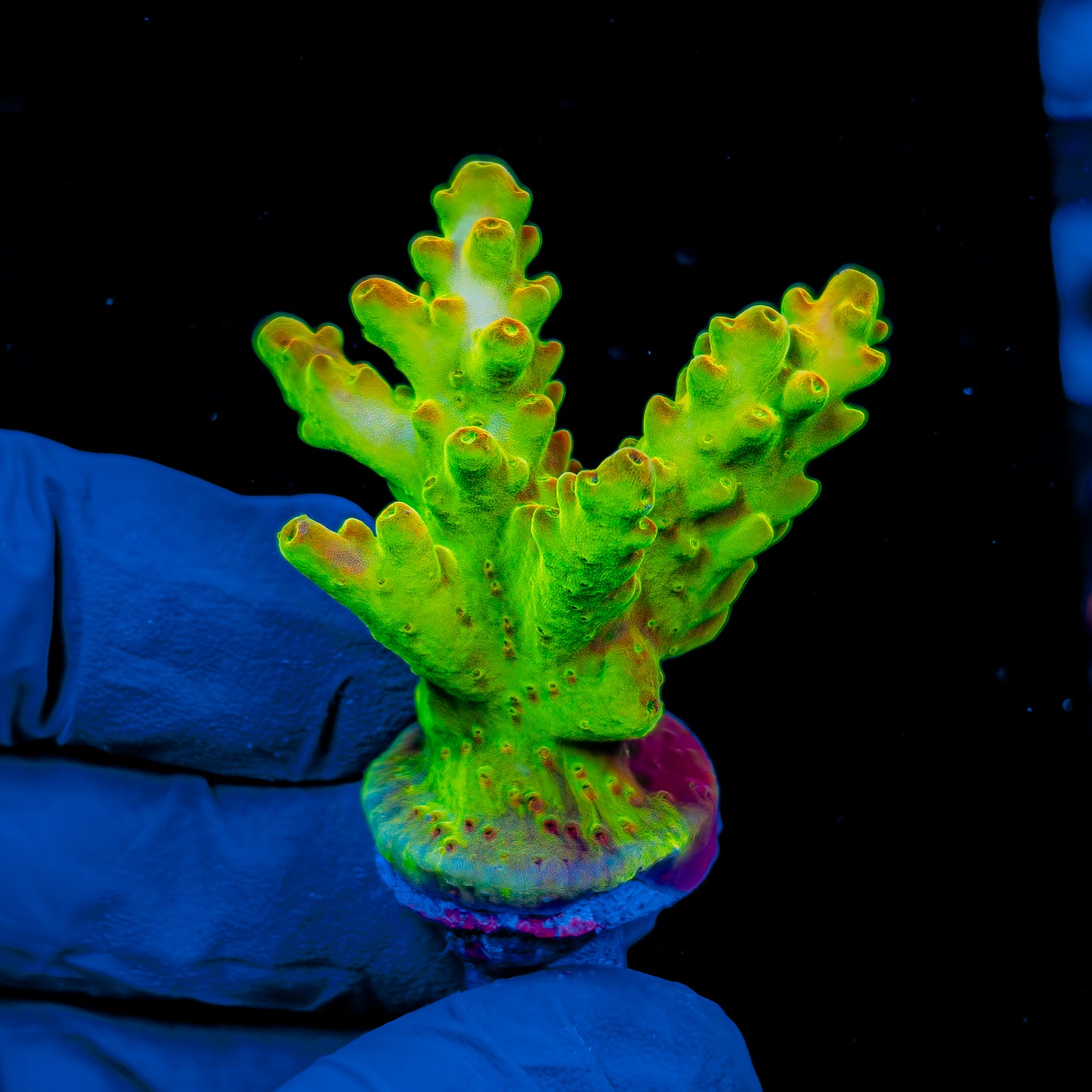 HIGHLIGHTER GRANULOSA 997
