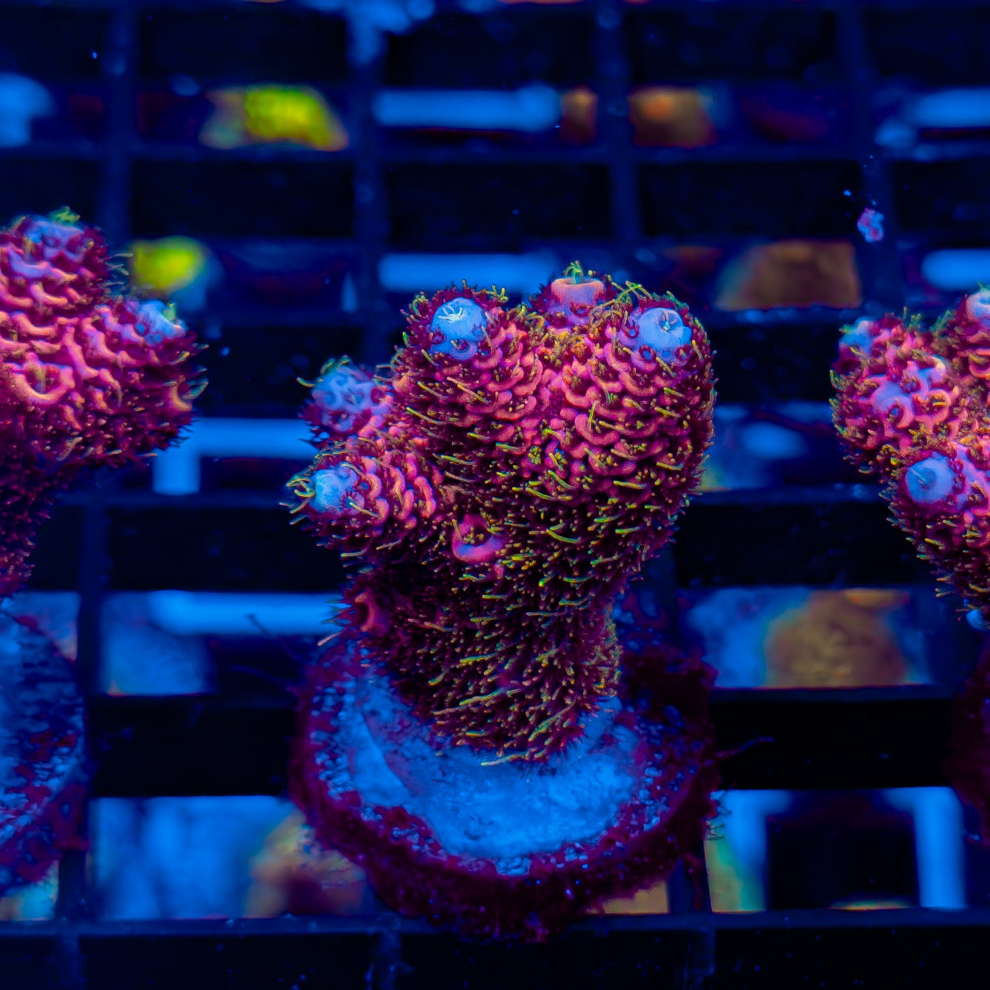 MAGENTA MADNESS MILLE 459