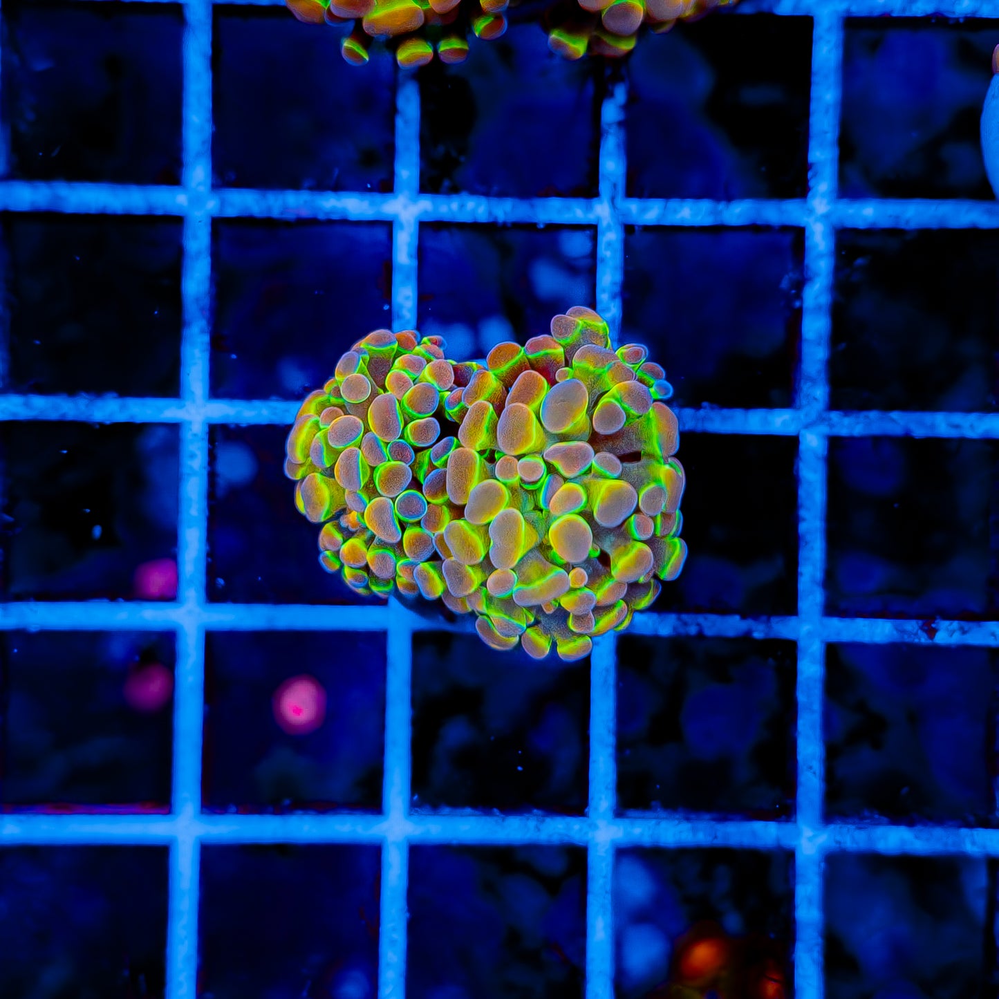 PRIMO HOLOGRAM HAMMER (2 HEADS) 995