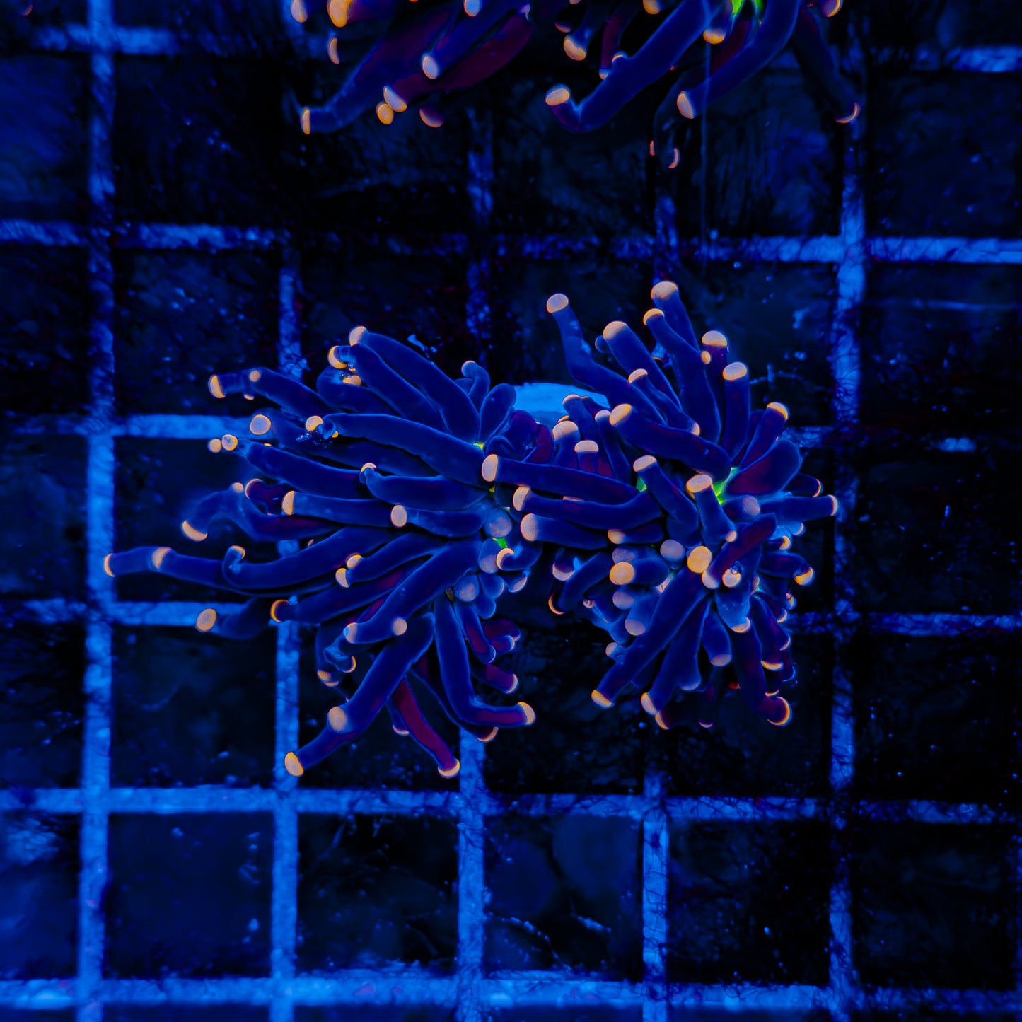 ORANGE TIP JOKER MALAYSIA TORCH (2 HEADS) 521
