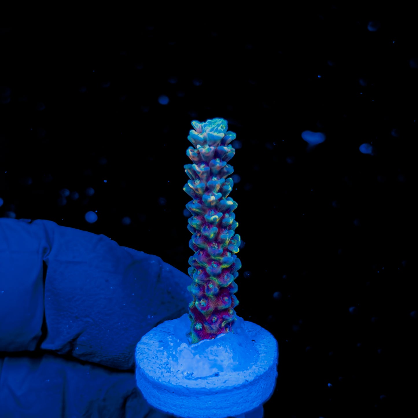 DICHROIC TENUIS 1608