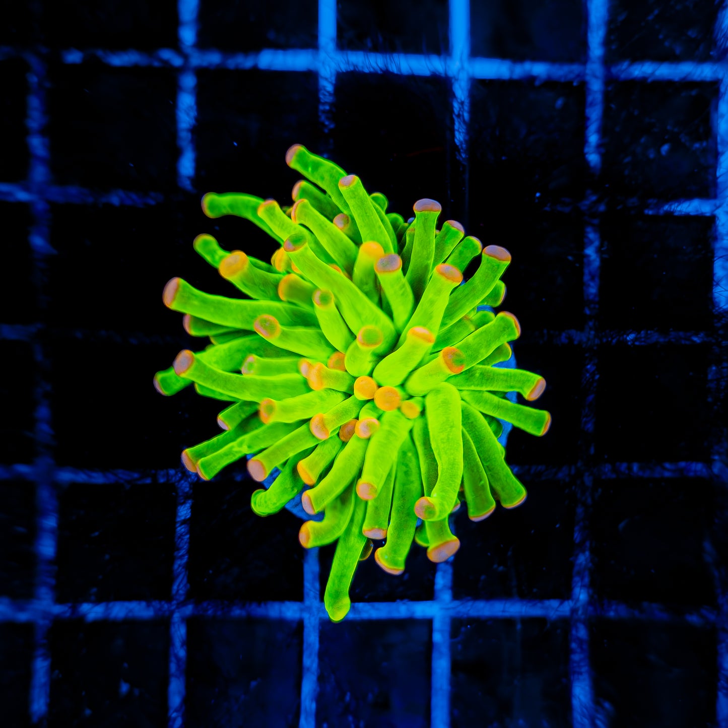 3 COLOR TIP CC TORCH 518
