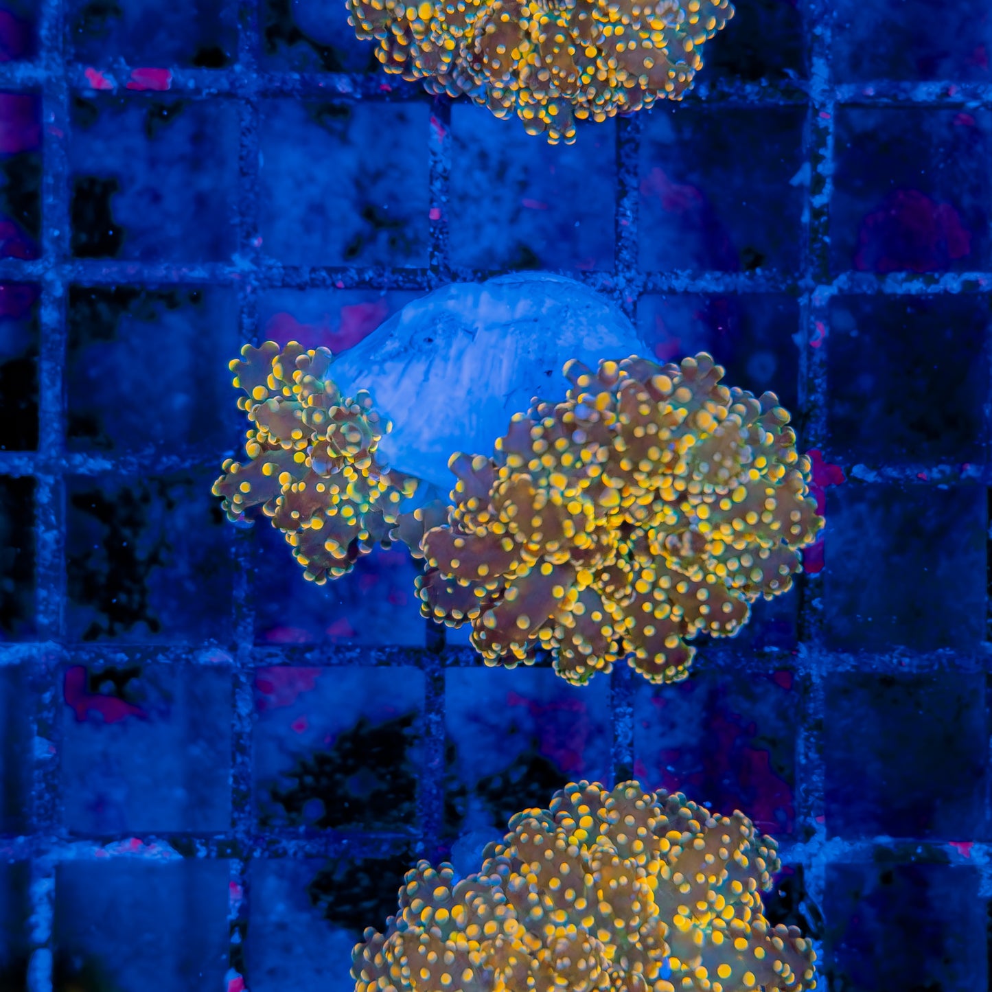 TRICOLOR OCTOSPAWN (2 HEADS) 212