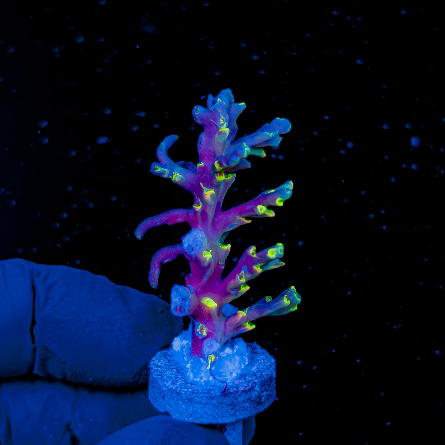 NEBULA SPECIOSA XL 1491