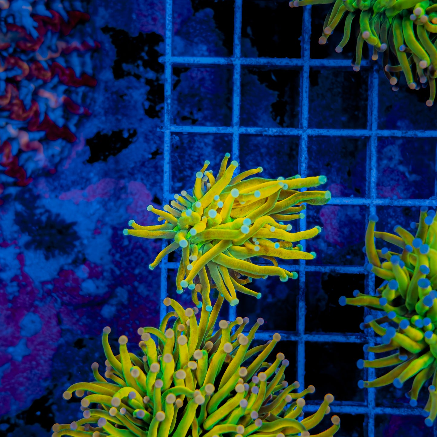 MALAYSIA BANANA HOLY GRAIL TORCH 147