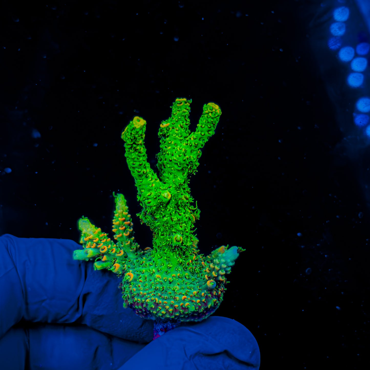 RAINBOW MILLE XXL FRAG 1230