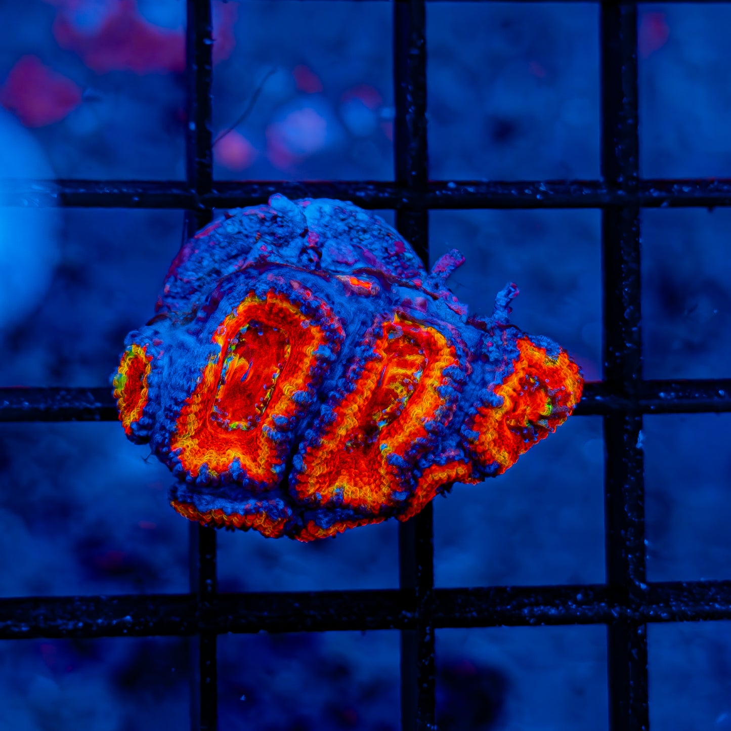 Rainbow Acan 805