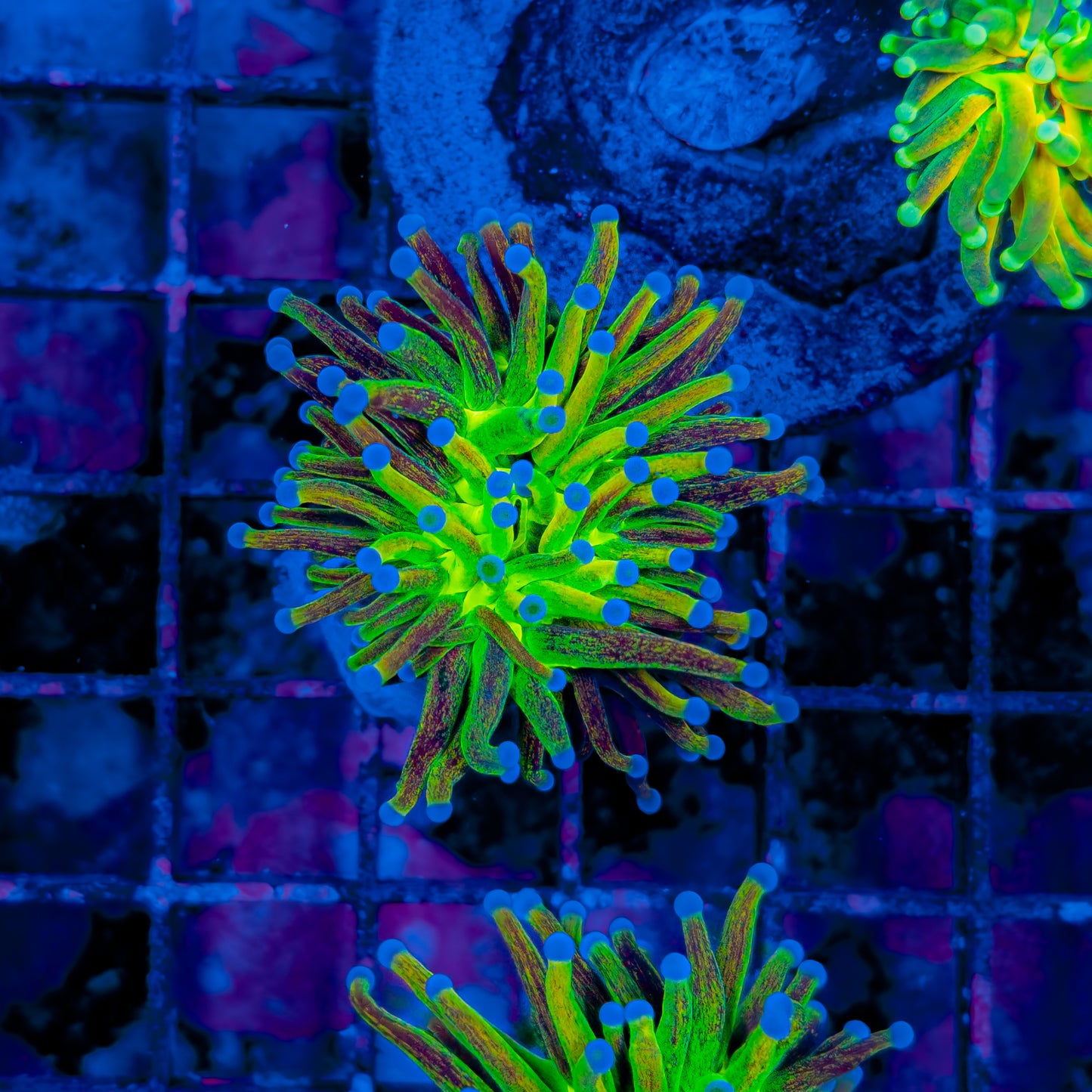 GLITTER HOLY GRAIL TORCH 138