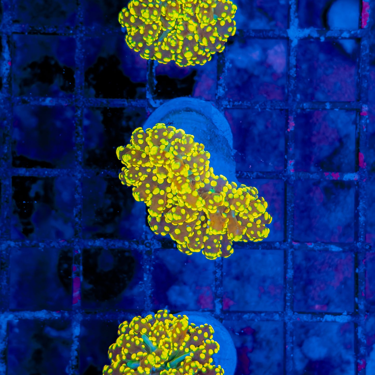 URANIUM OCTOSPAWN 203