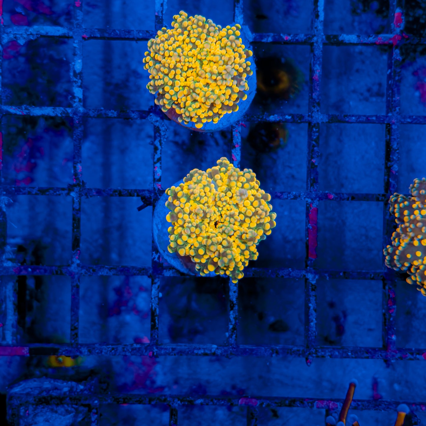 GOLD RUSH OCTOSPAWN 215