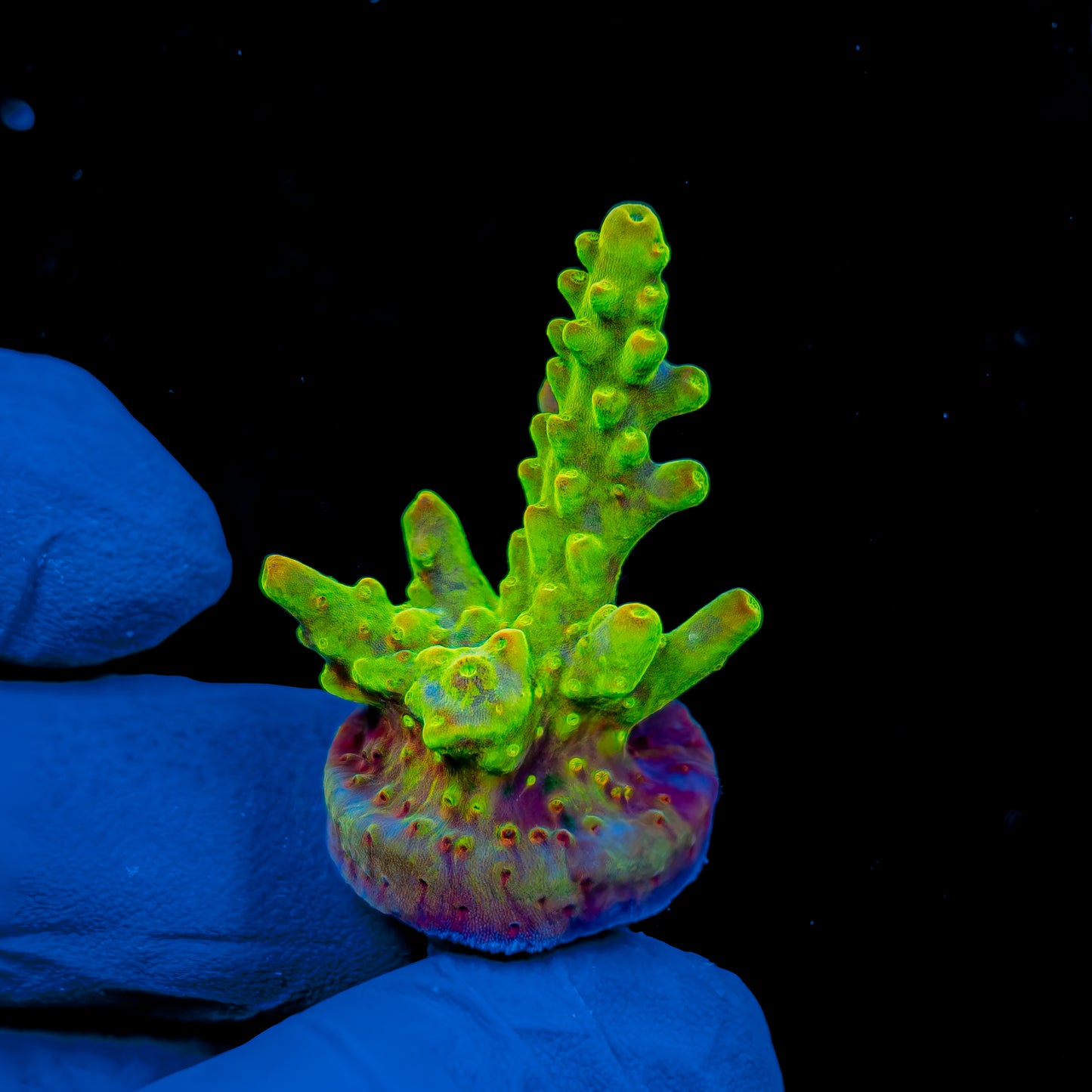 HIGHLIGHTER GRANULOSA 994