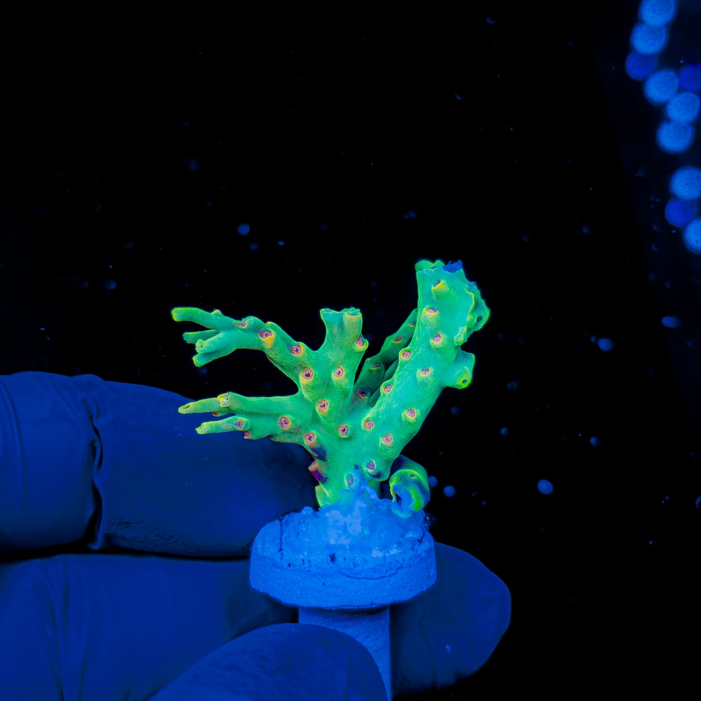 NUCLEAR DE LA CREME 1404