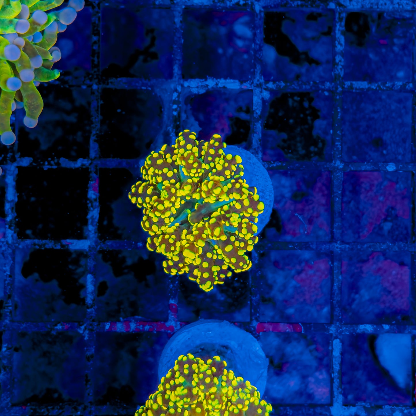 URANIUM OCTOSPAWN 201