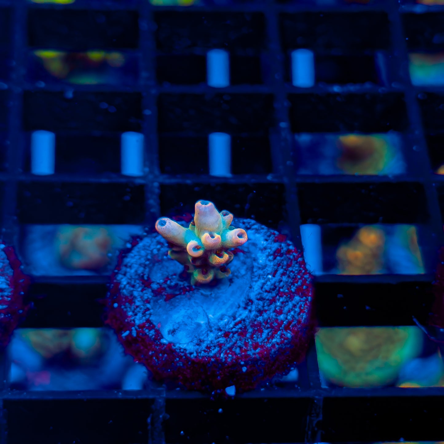 TROPICAL PUNCH 587