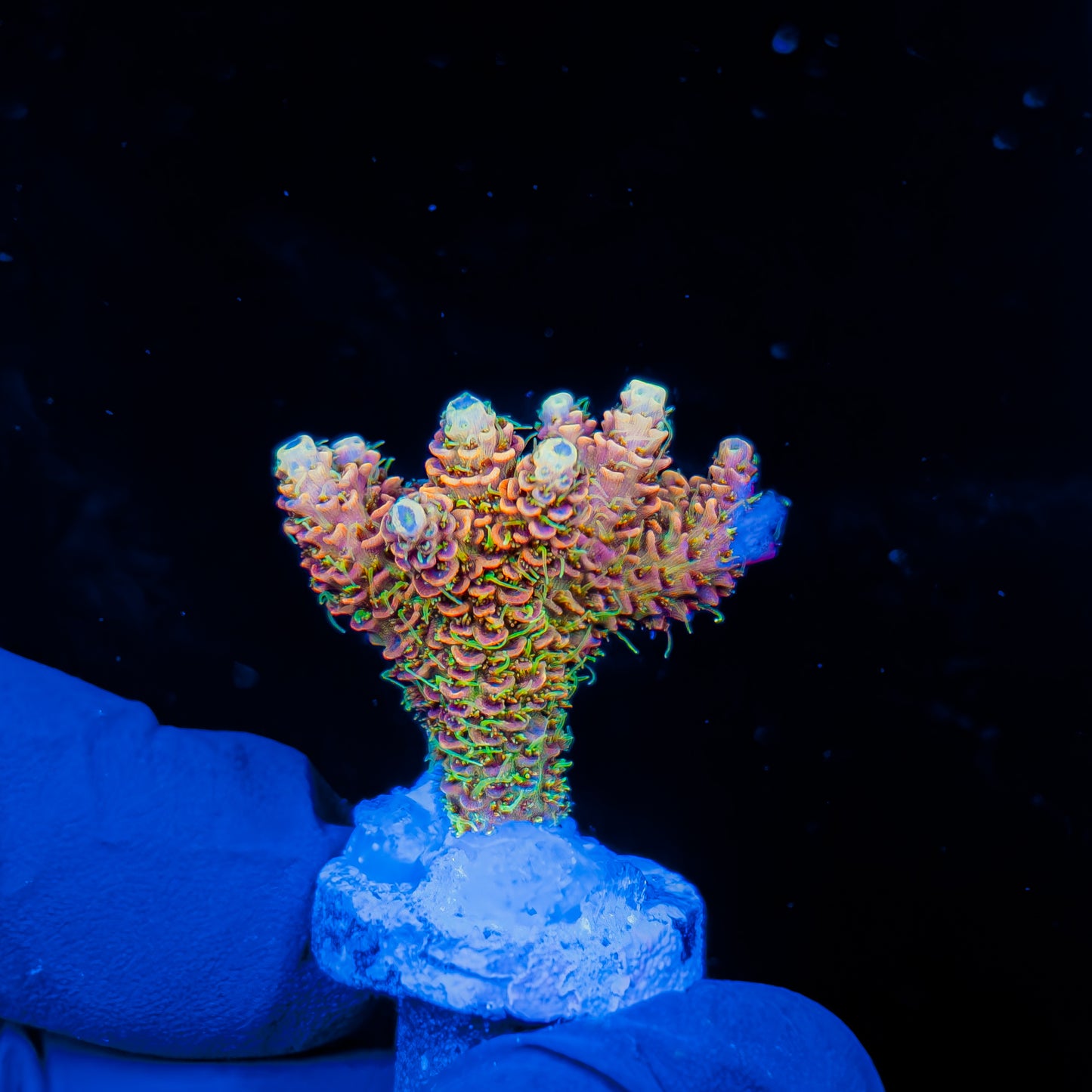 SOLAR FANG MILLE 1279