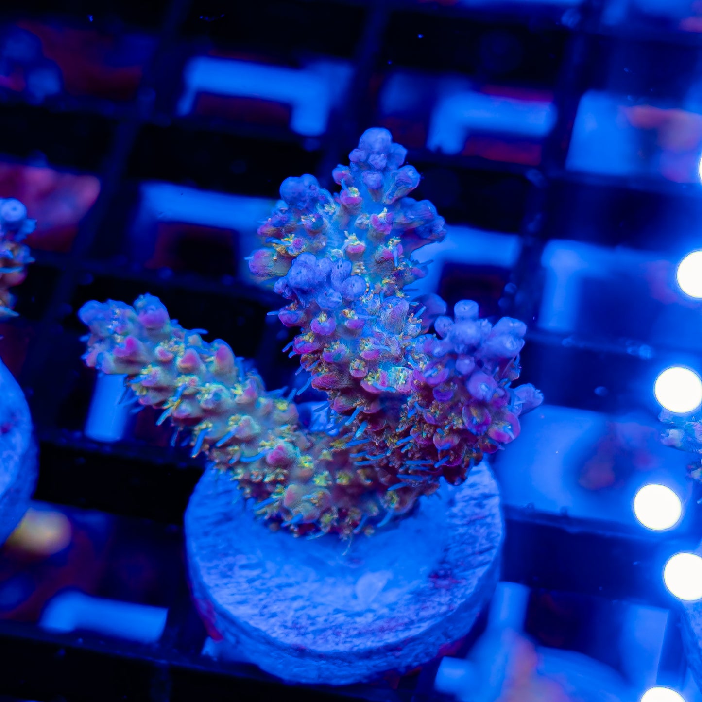 FUNFETTI 293