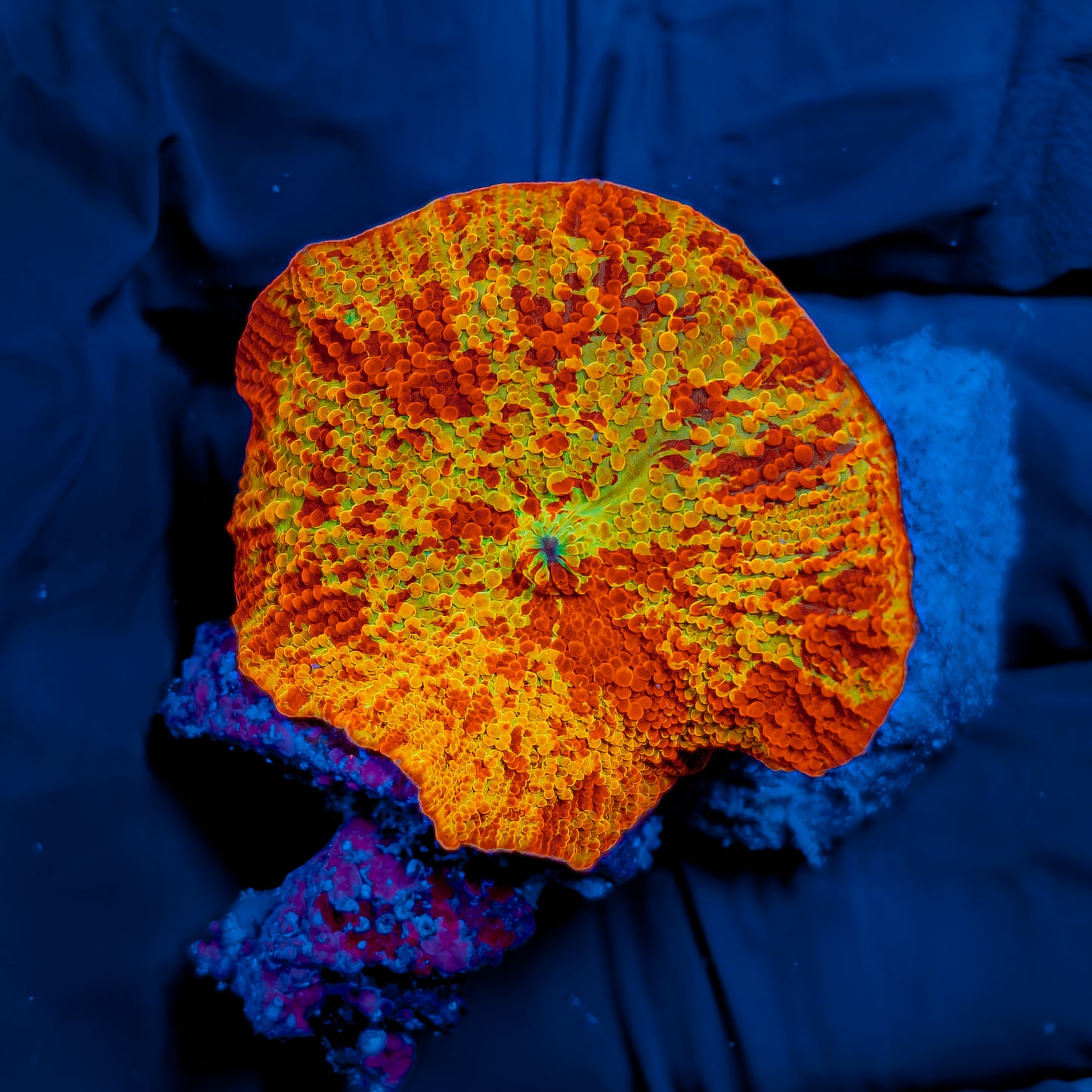 3-COLOR JAWBREAKER MUSHROOM 848