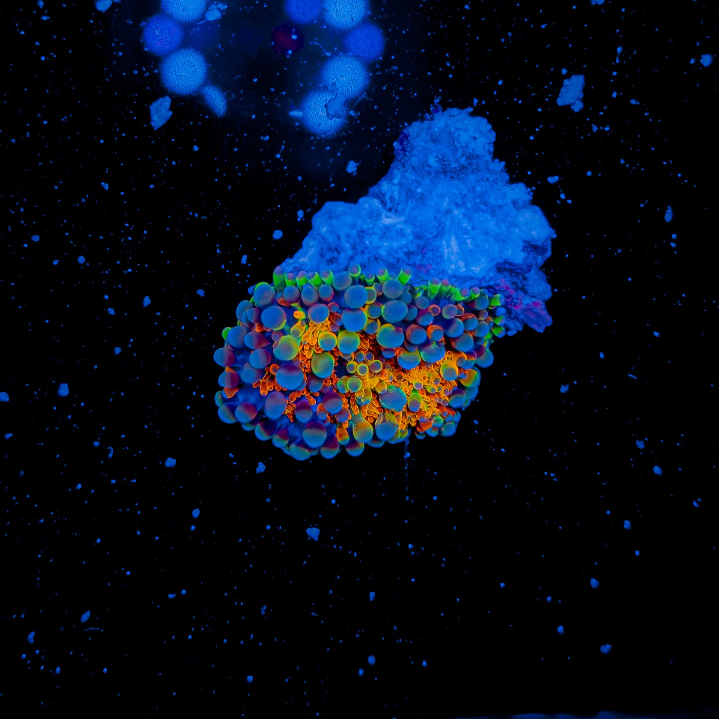RAINBOW GUMBALL MUSHROOM 860