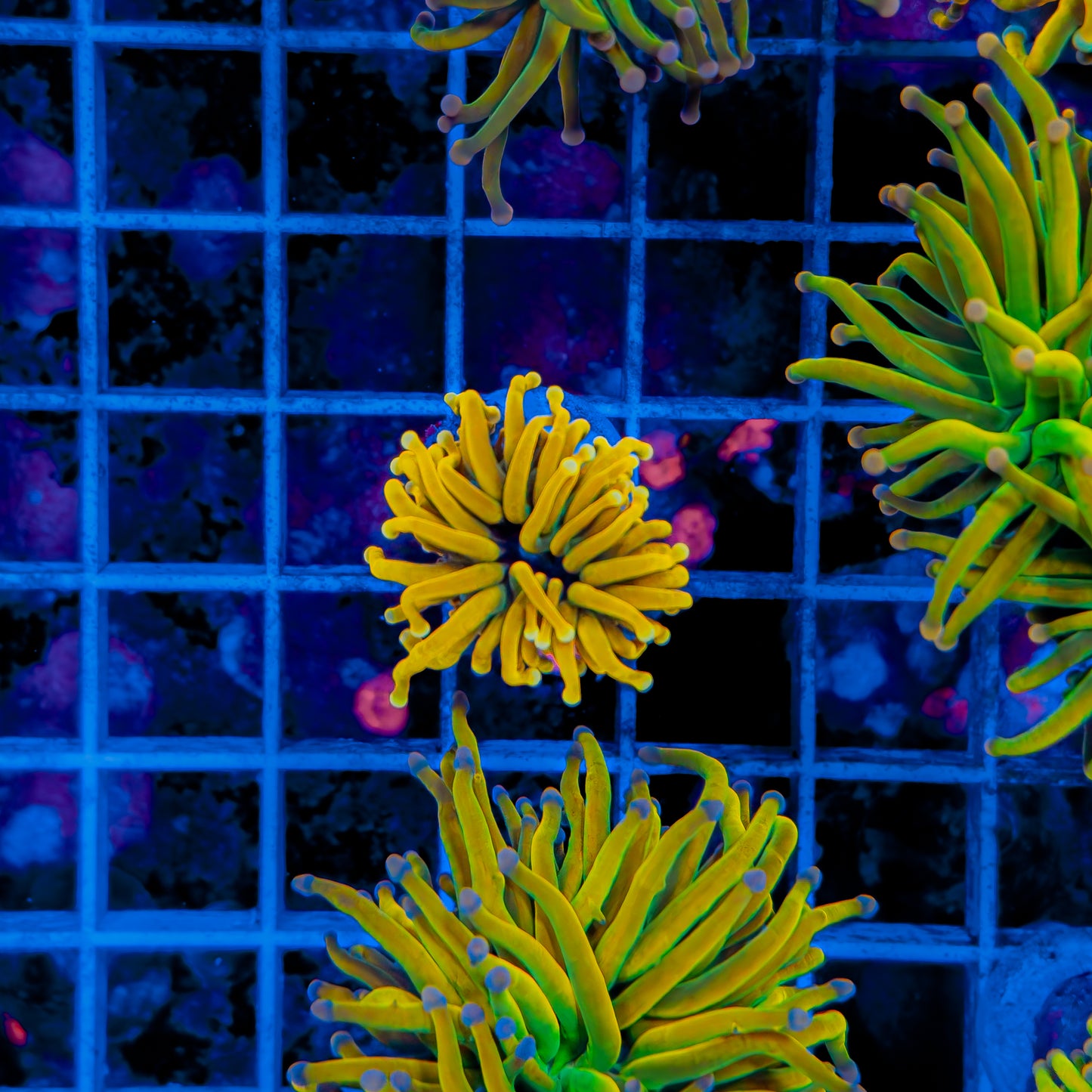 MALAYSIA YELLOW TIP BANANA HOLY GRAIL TORCH 142