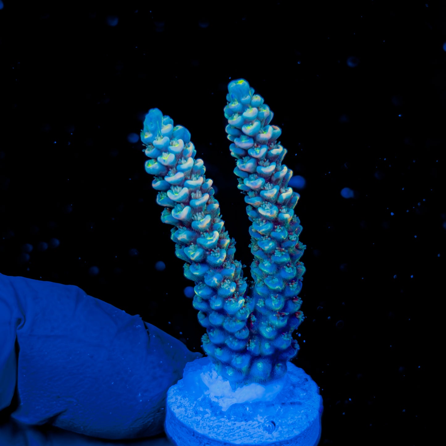 DICHROIC TENUIS 1605