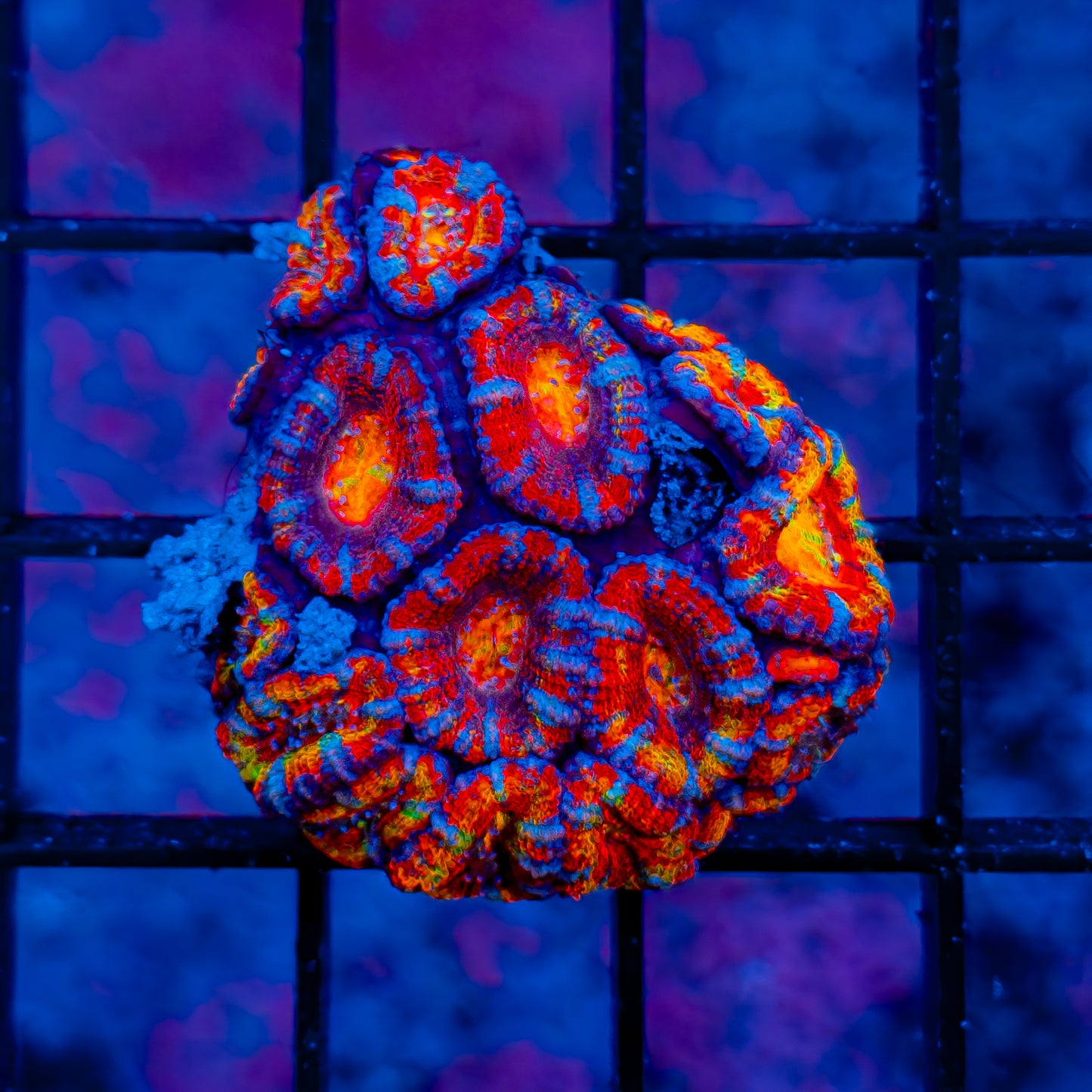 Rainbow Acan 802