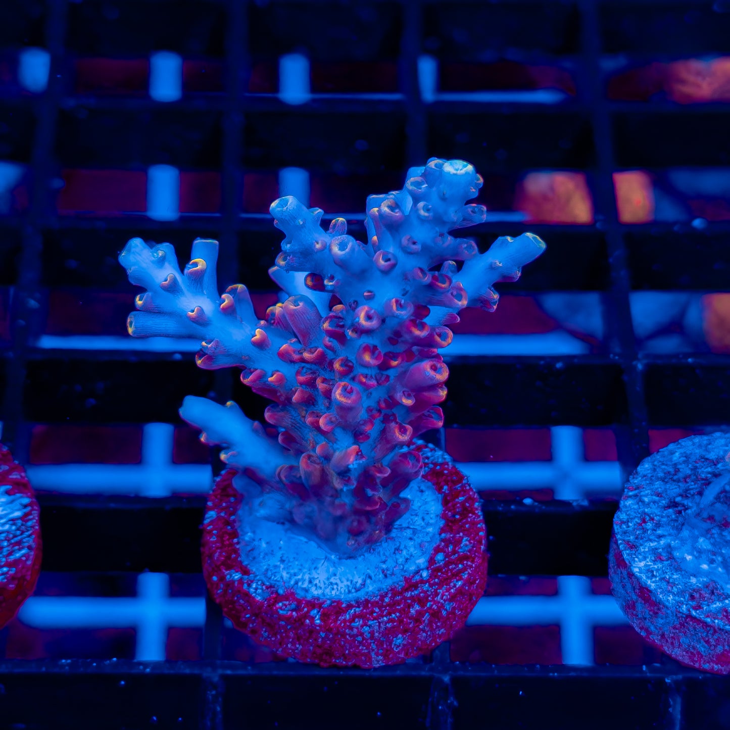 BLUE FLAME 560