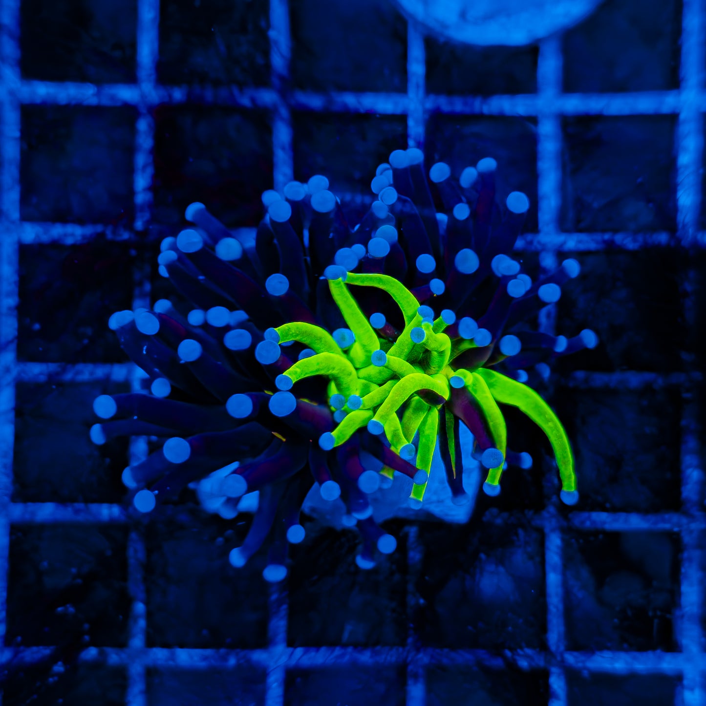 GRAFTED HOLY GRAIL TORCH 550