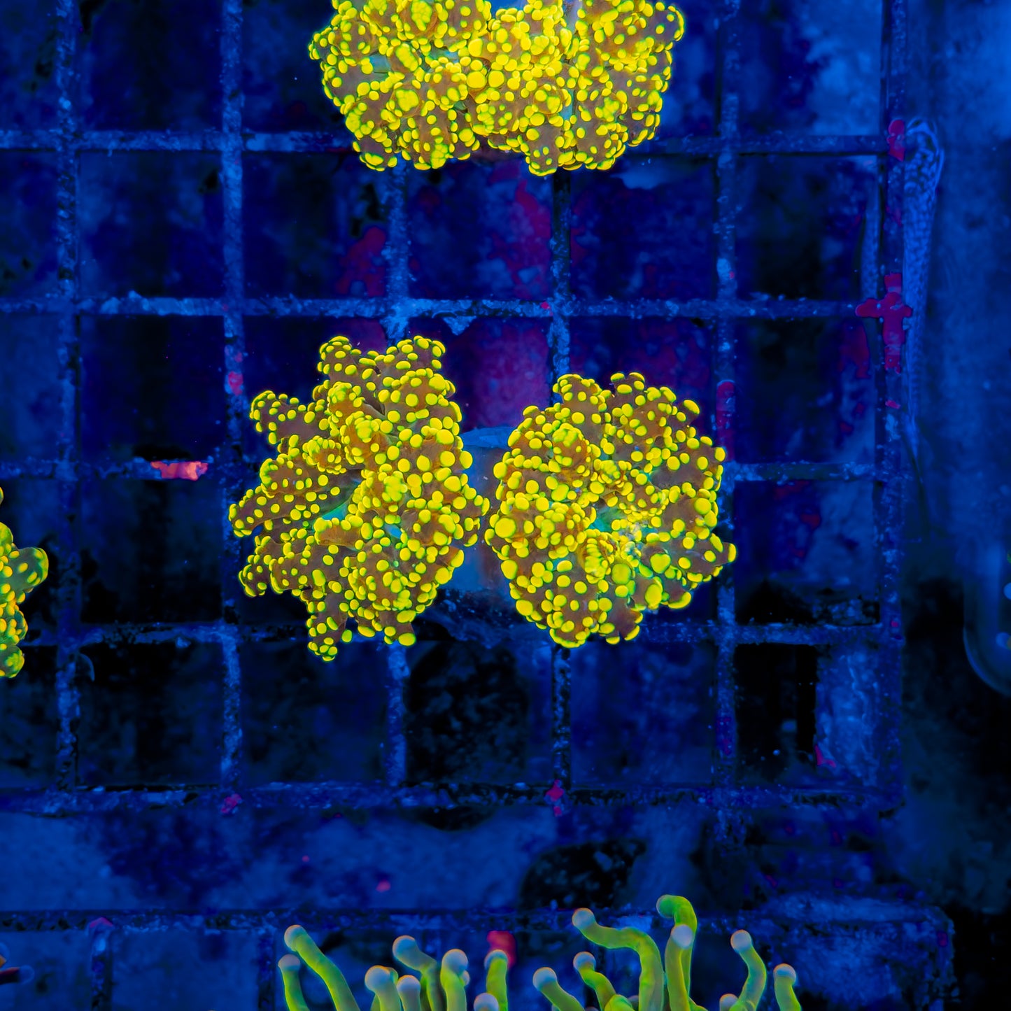 URANIUM OCTOSPAWN (2 HEADS) 200