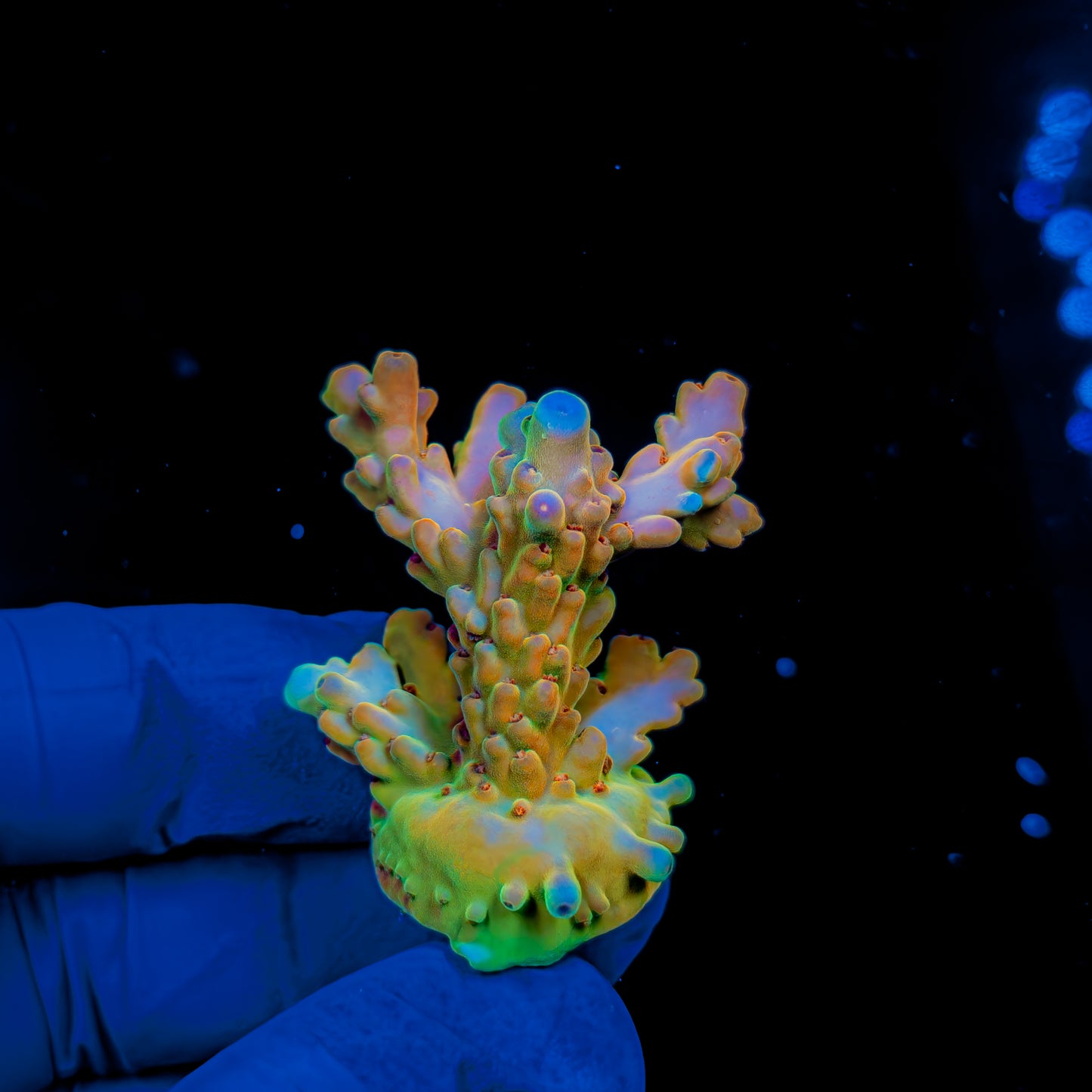 SUNSET GRANULOSA XL 1423