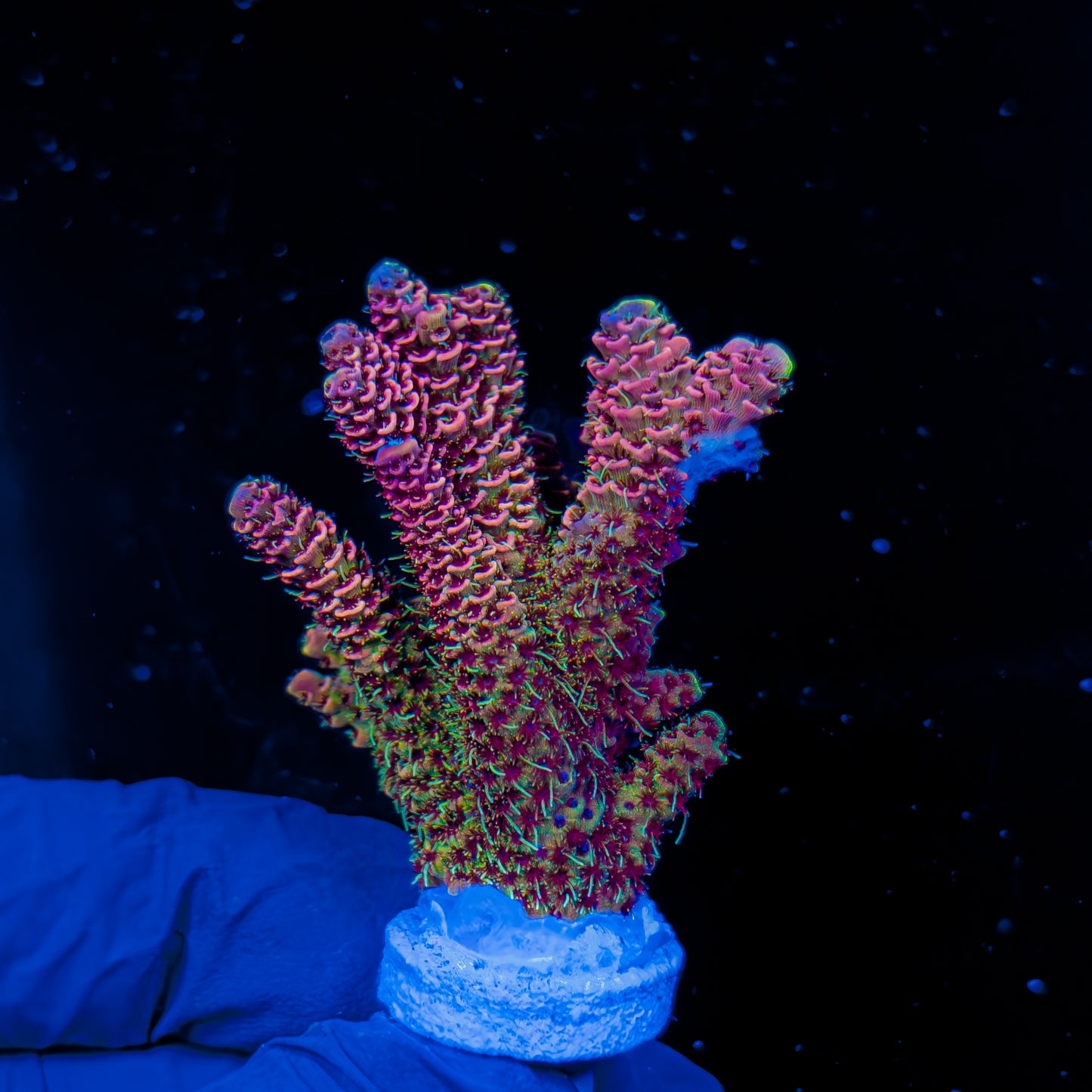 VENOM MILLE MINI COLONY 1269