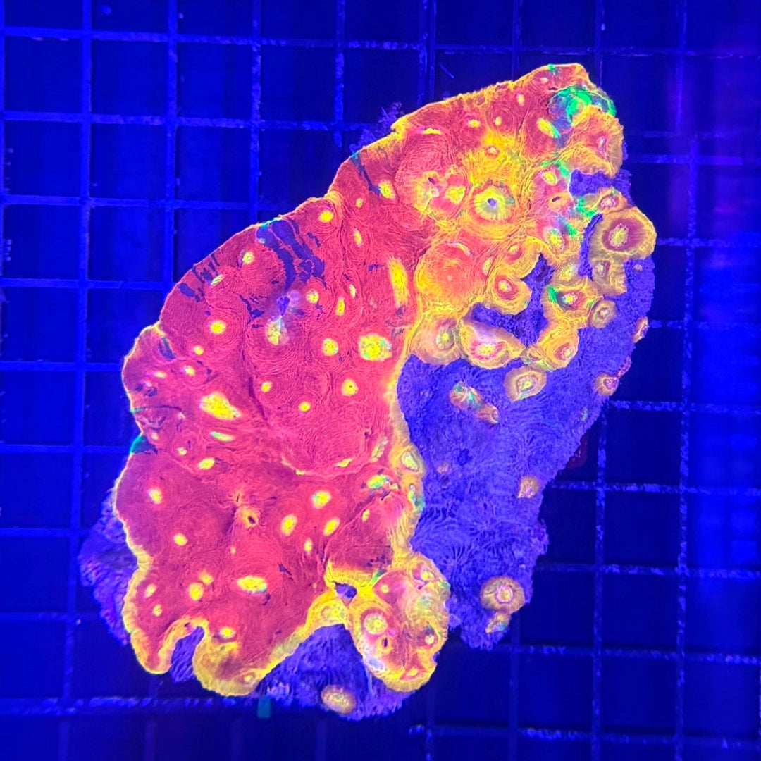 RAINBOW CHALICE COLONY (6.5")