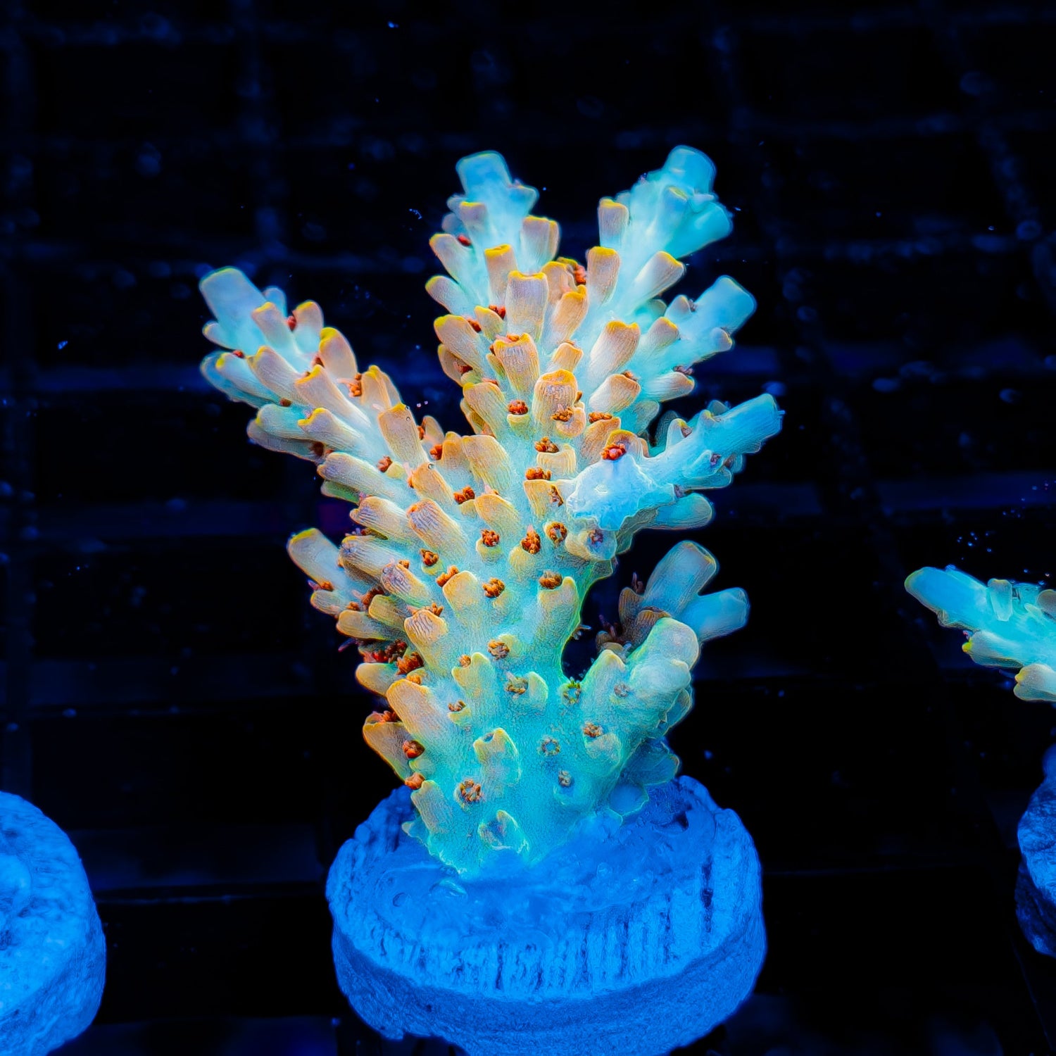 Frags Under $100