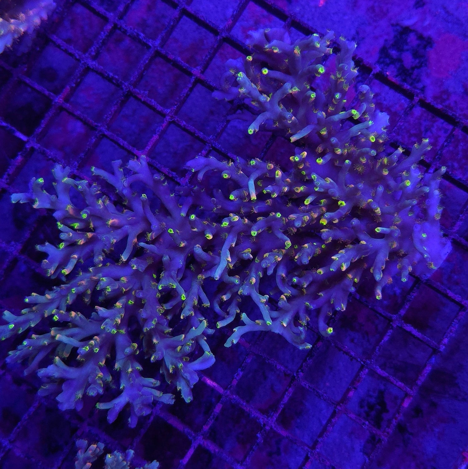 Nebula Speciosa