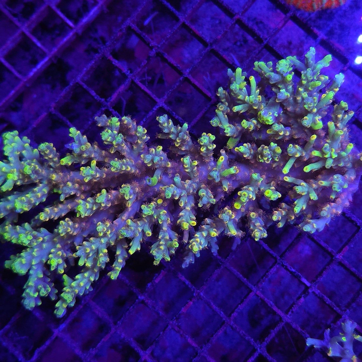Helios Speciosa